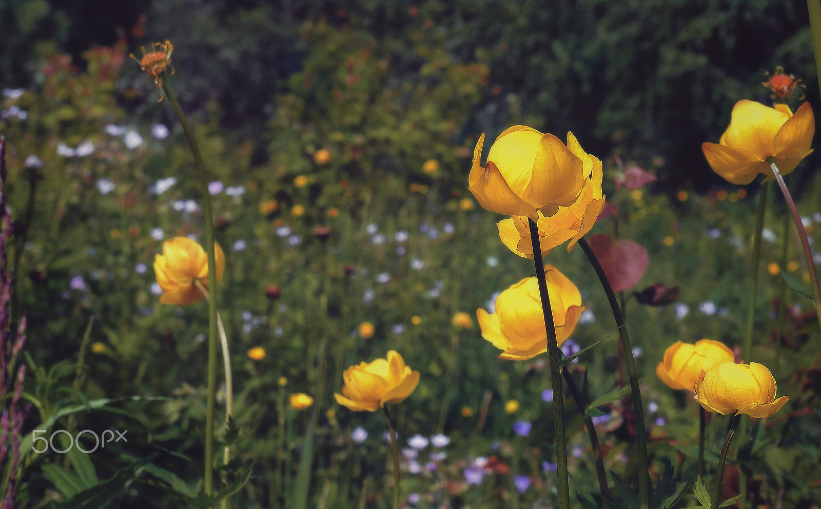 Olympus M.Zuiko Digital 14-42mm F3.5-5.6 II R sample photo. Globeflowers photography