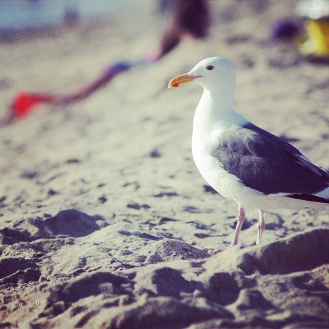 Canon EF 75-300mm f/4-5.6 USM sample photo. San diego beach photography
