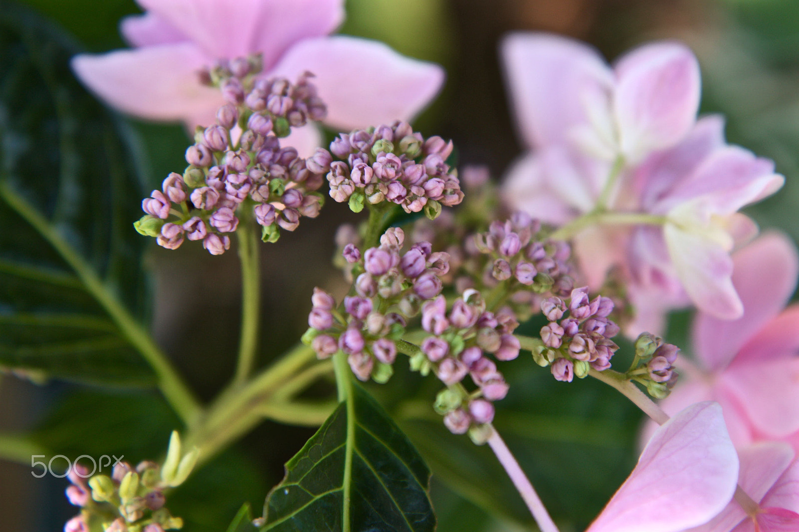 Canon EOS 450D (EOS Rebel XSi / EOS Kiss X2) sample photo. "like hydrangeas, you must allow yourself,,, photography