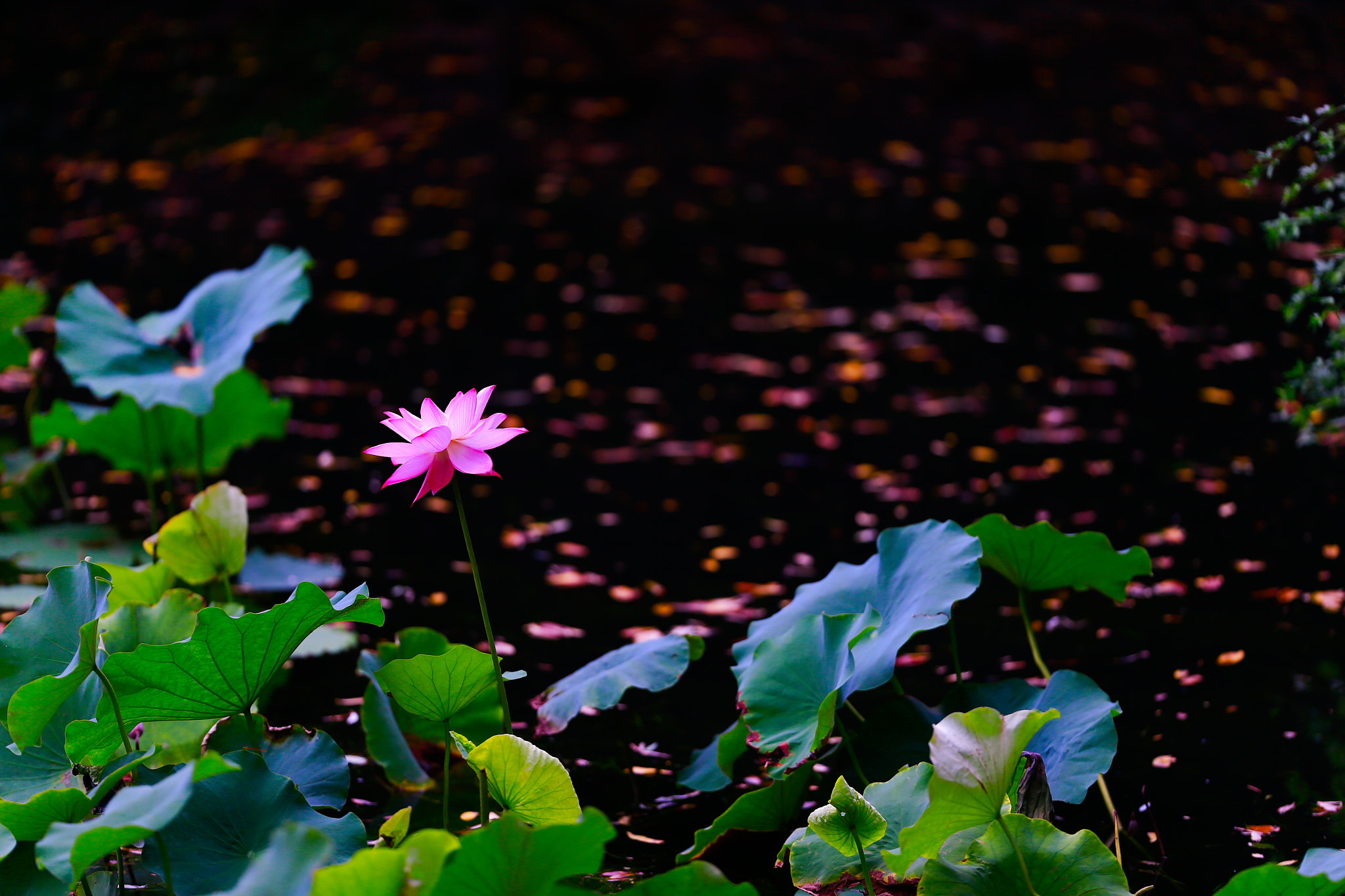 Canon EOS-1D X + Canon EF 200mm F2L IS USM sample photo
