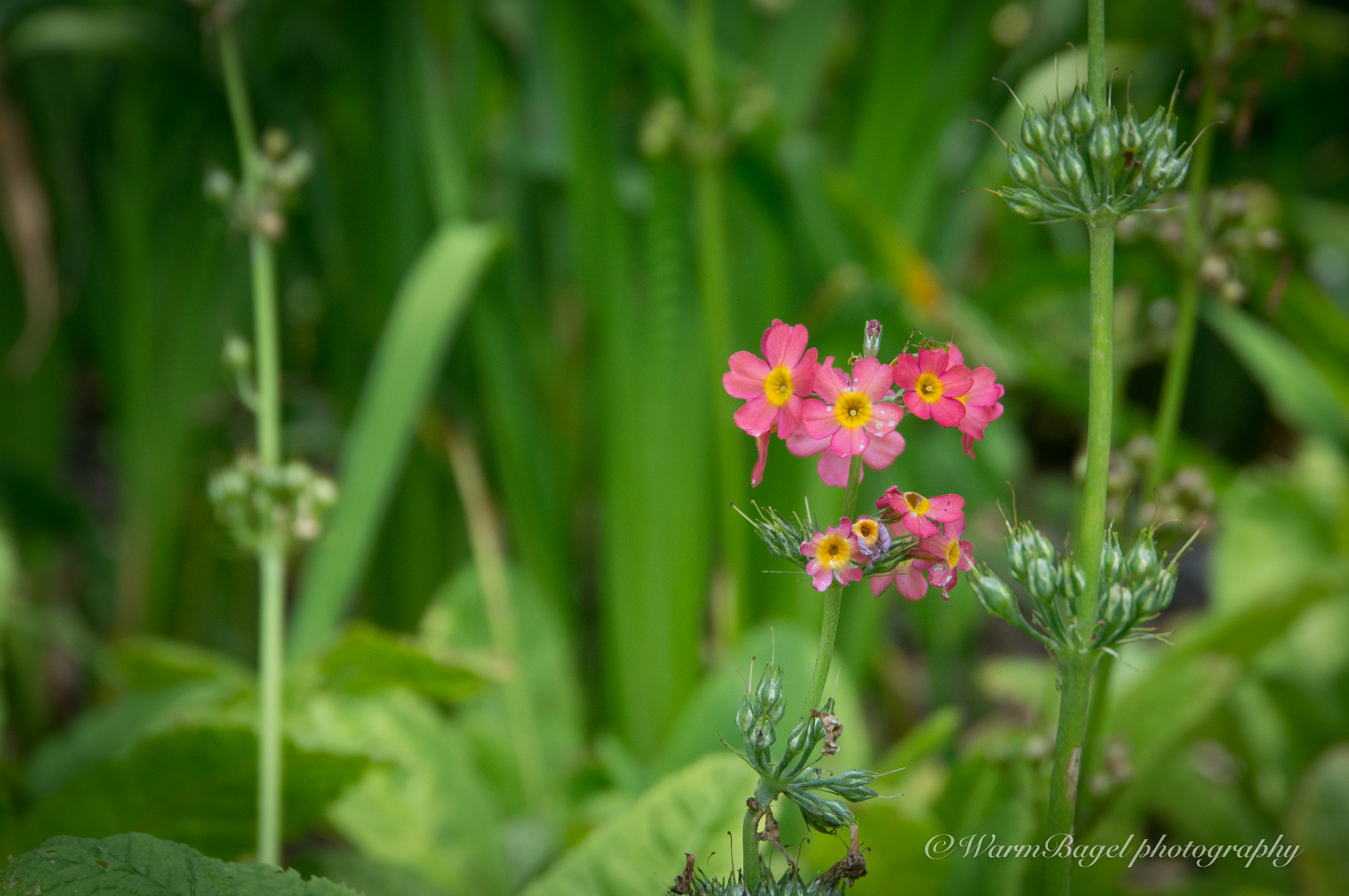 Sony Alpha NEX-5N + Sony E 18-200mm F3.5-6.3 OSS sample photo. Pink flowers at their best! photography