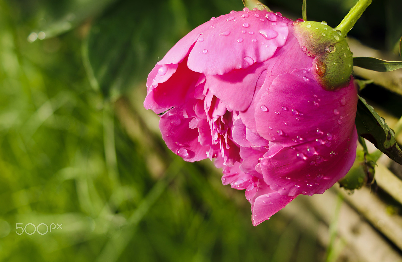 Sony Alpha DSLR-A580 + Sony DT 35mm F1.8 SAM sample photo. Morning peony photography