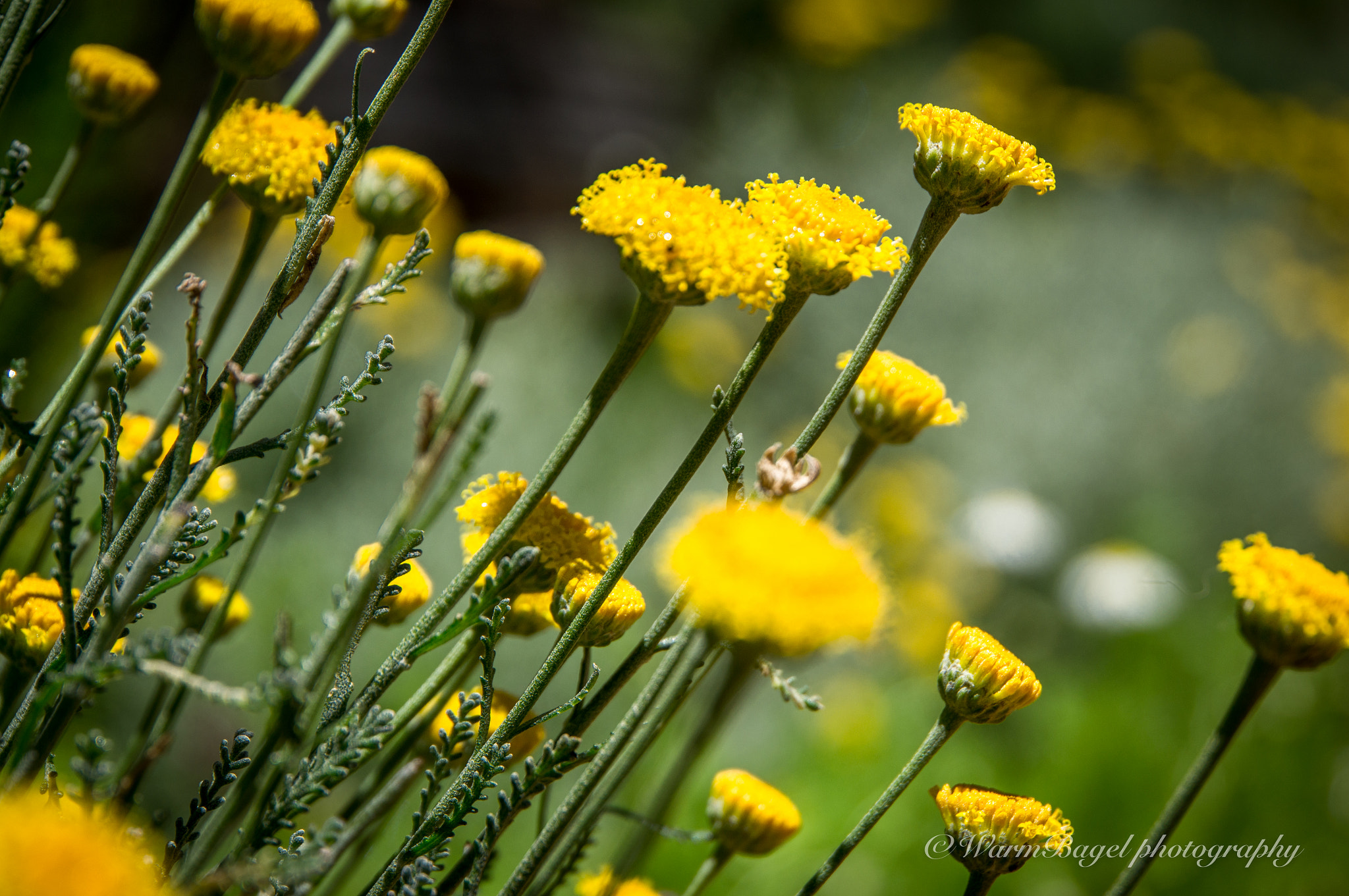 Sony Alpha NEX-5N + Sony E 18-200mm F3.5-6.3 OSS sample photo. Happiness in the air.. photography