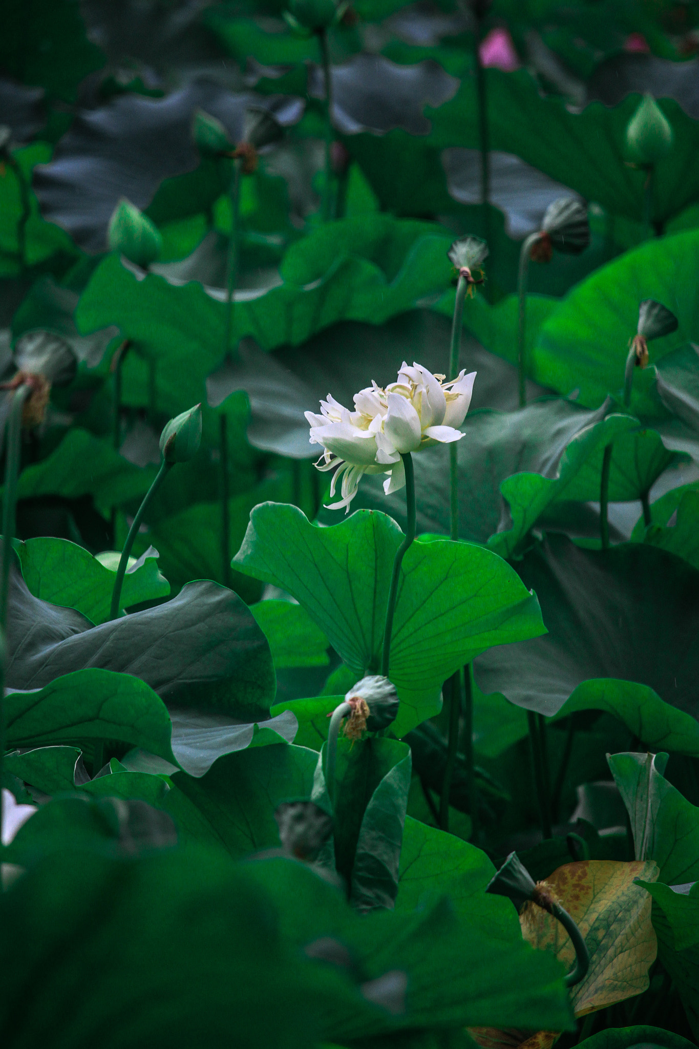 Canon EF-S 55-250mm F4-5.6 IS STM sample photo