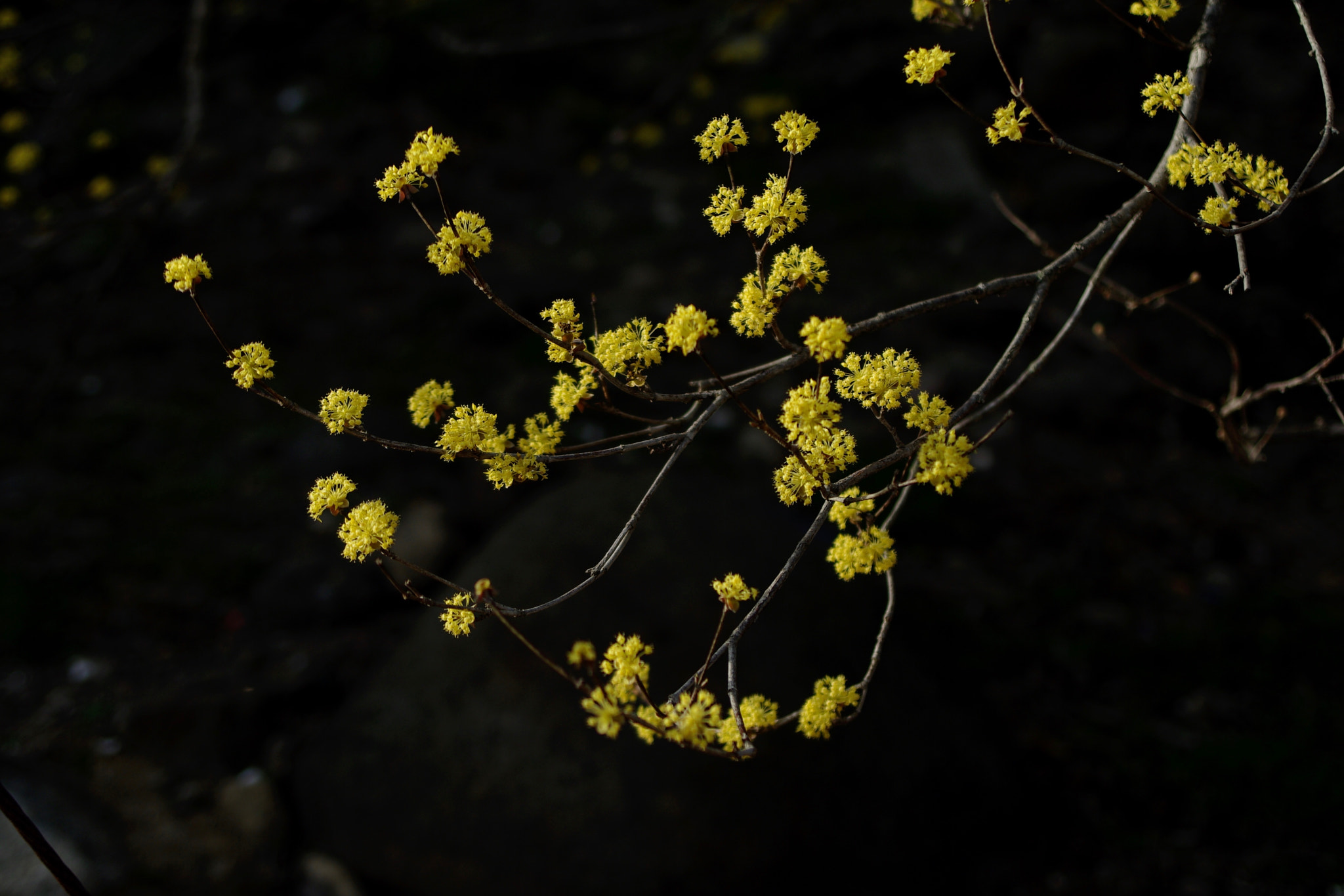 Pentax K20D + smc PENTAX-FA* 28-70mm F2.8 AL sample photo. Untitled photography