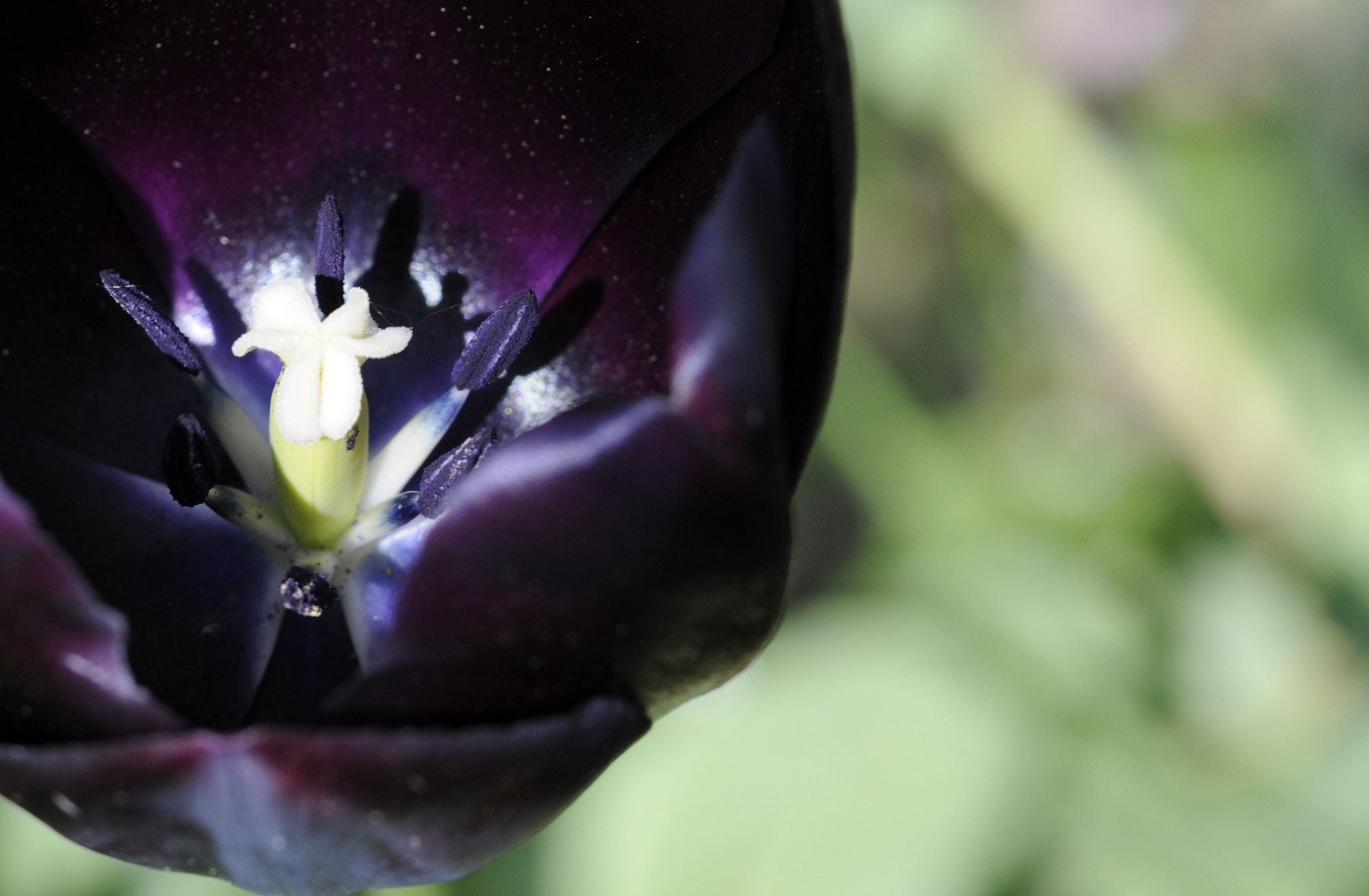 Nikon D5000 sample photo. Tulip photography