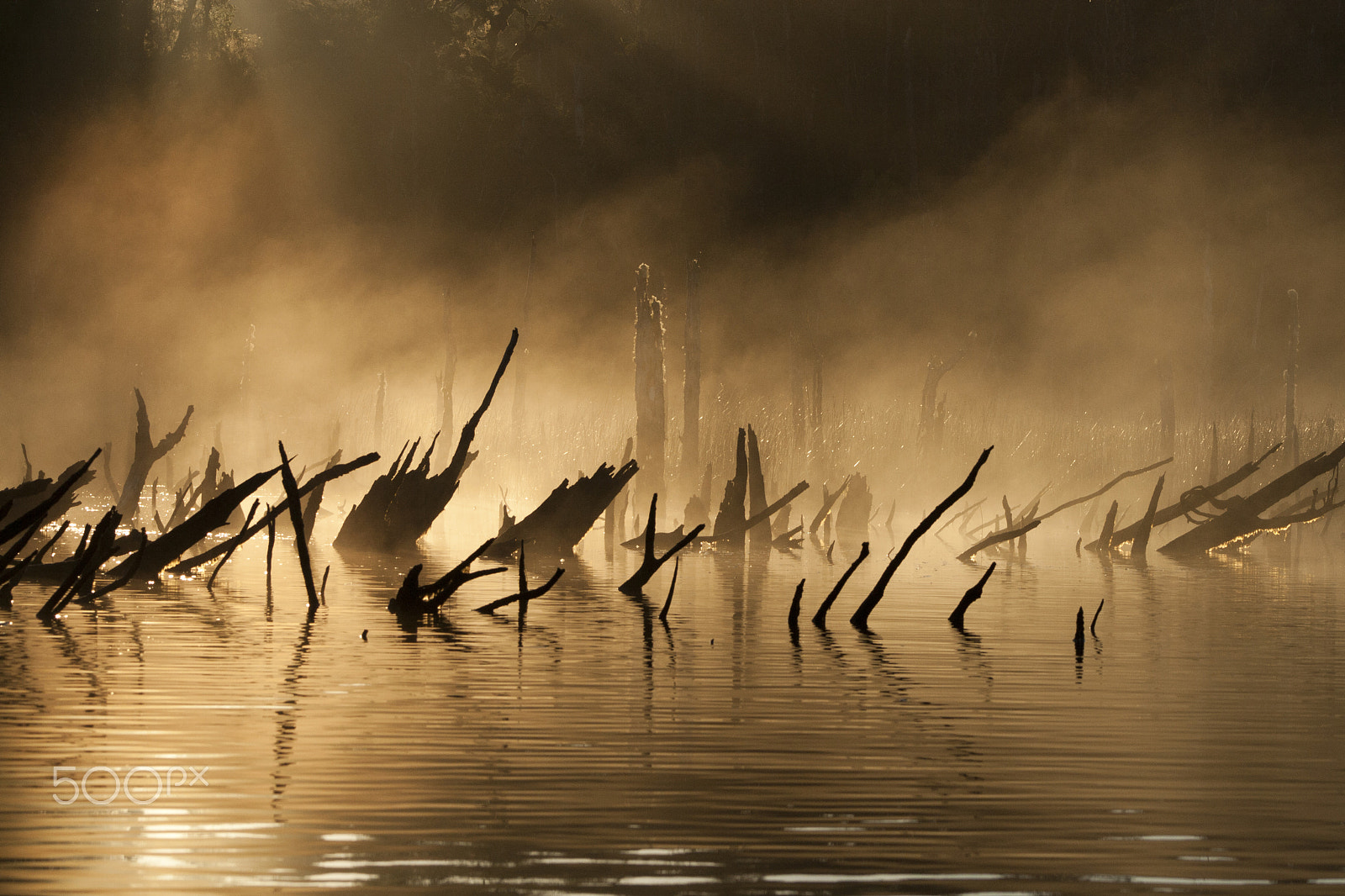 Canon EF 90-300mm F4.5-5.6 sample photo. Sunken forest at dawn photography