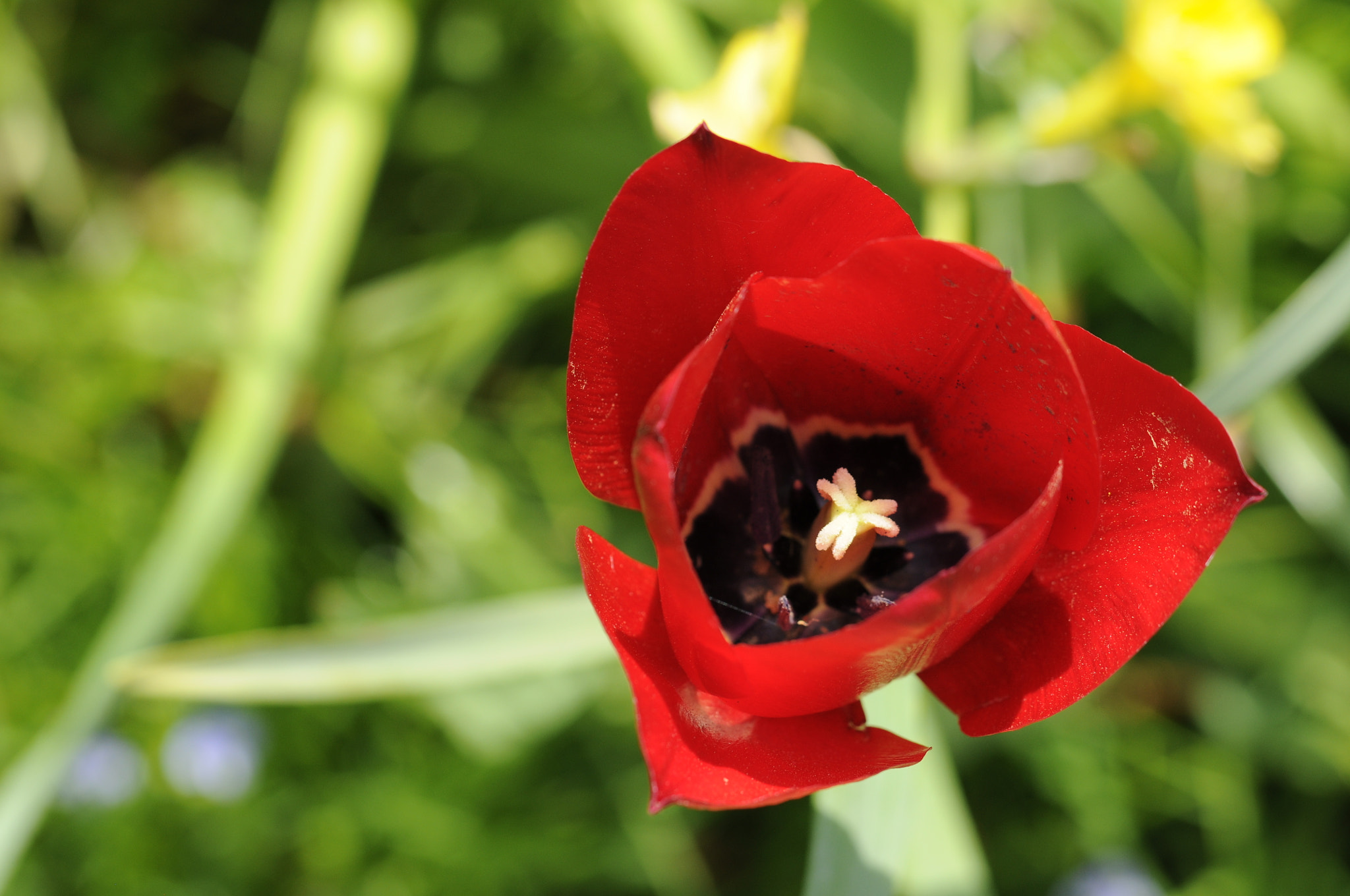 Nikon D5000 sample photo. Tulip photography