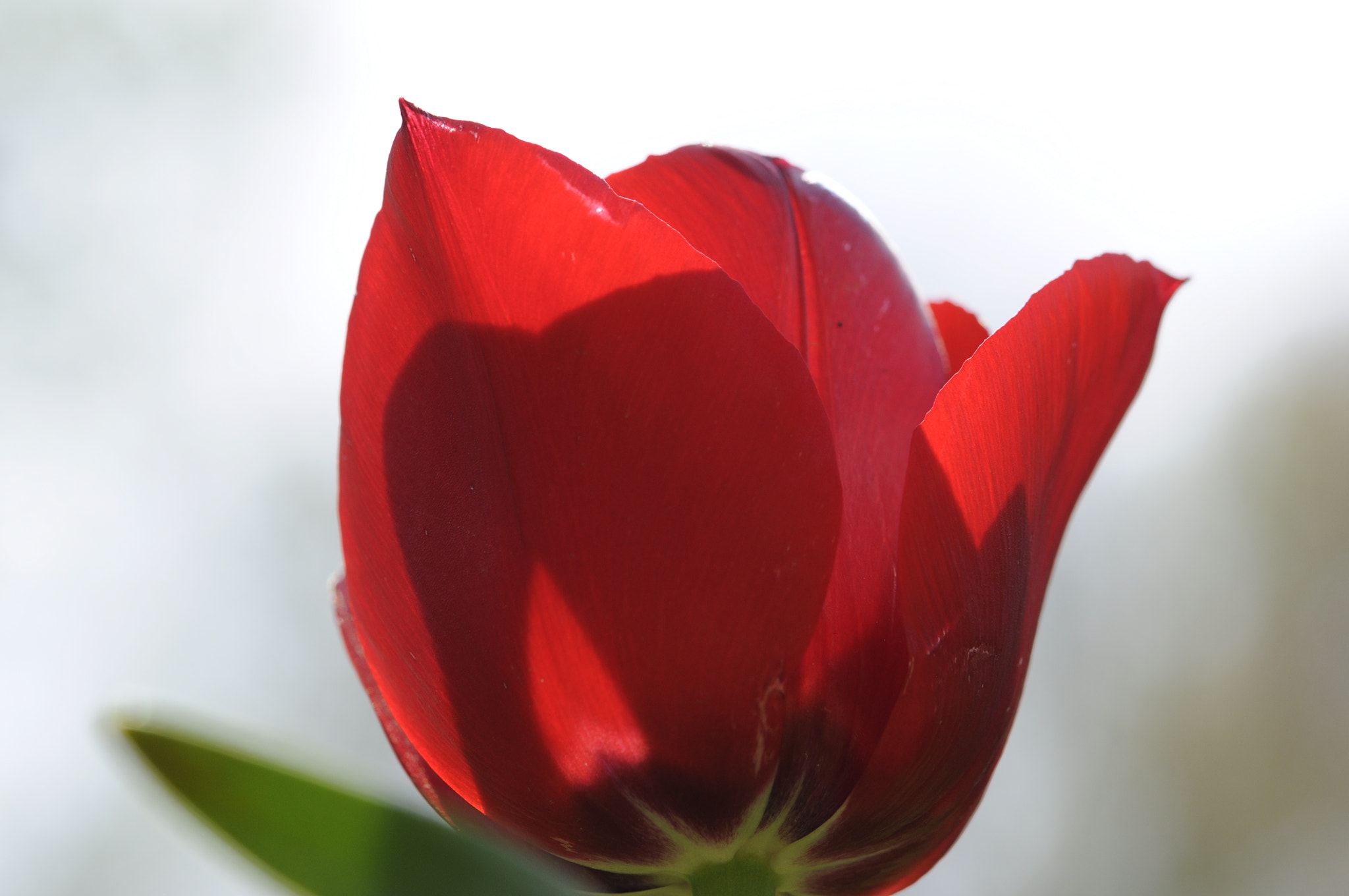 Nikon D5000 sample photo. Tulip photography