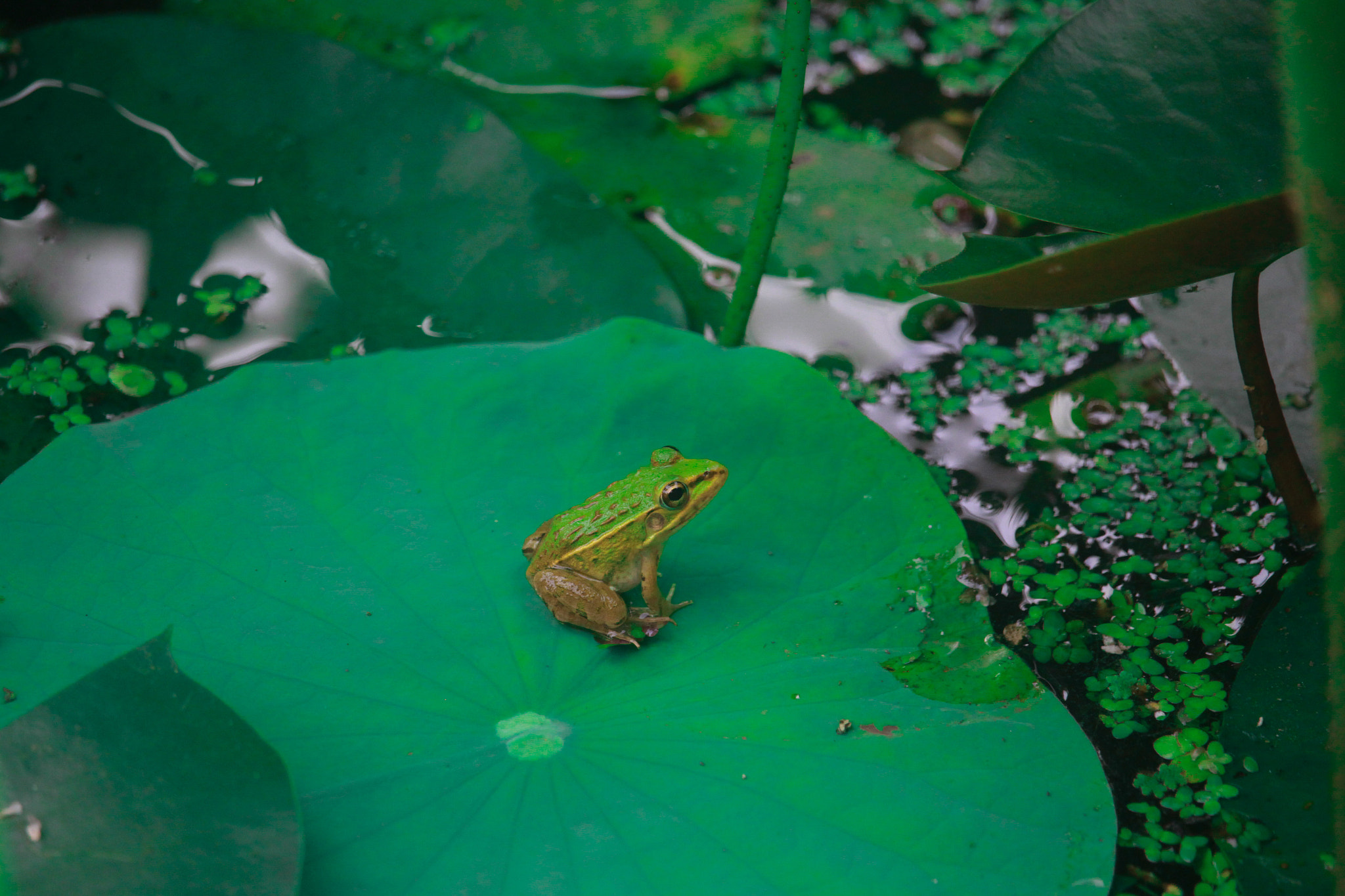 Canon EF-S 55-250mm F4-5.6 IS STM sample photo