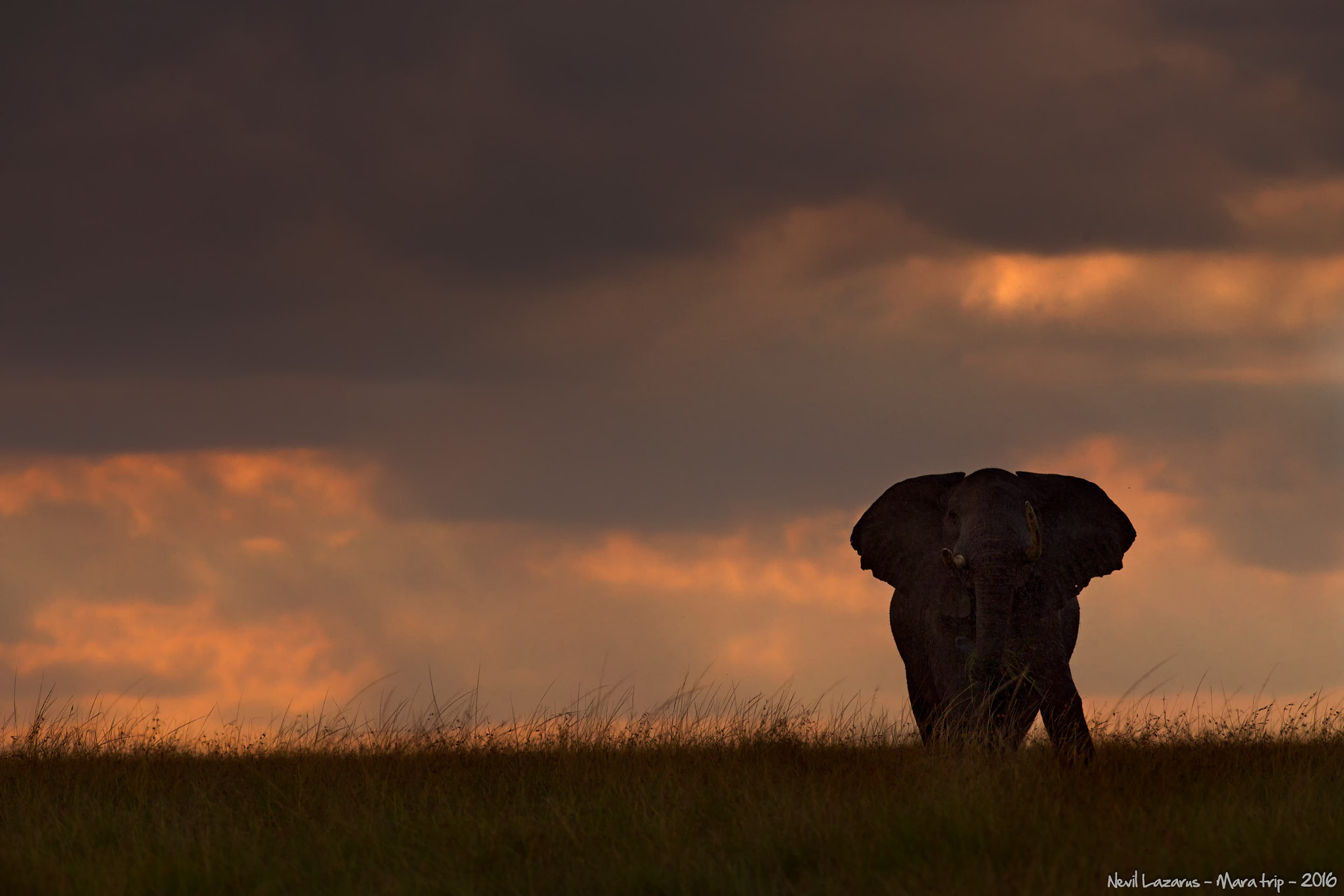 Canon EF 300mm F2.8L IS USM sample photo. Elephant in a fiery sky photography