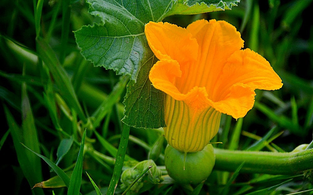 Nikon D7100 + Sigma 70-300mm F4-5.6 APO Macro Super II sample photo. La fleur de courge photography