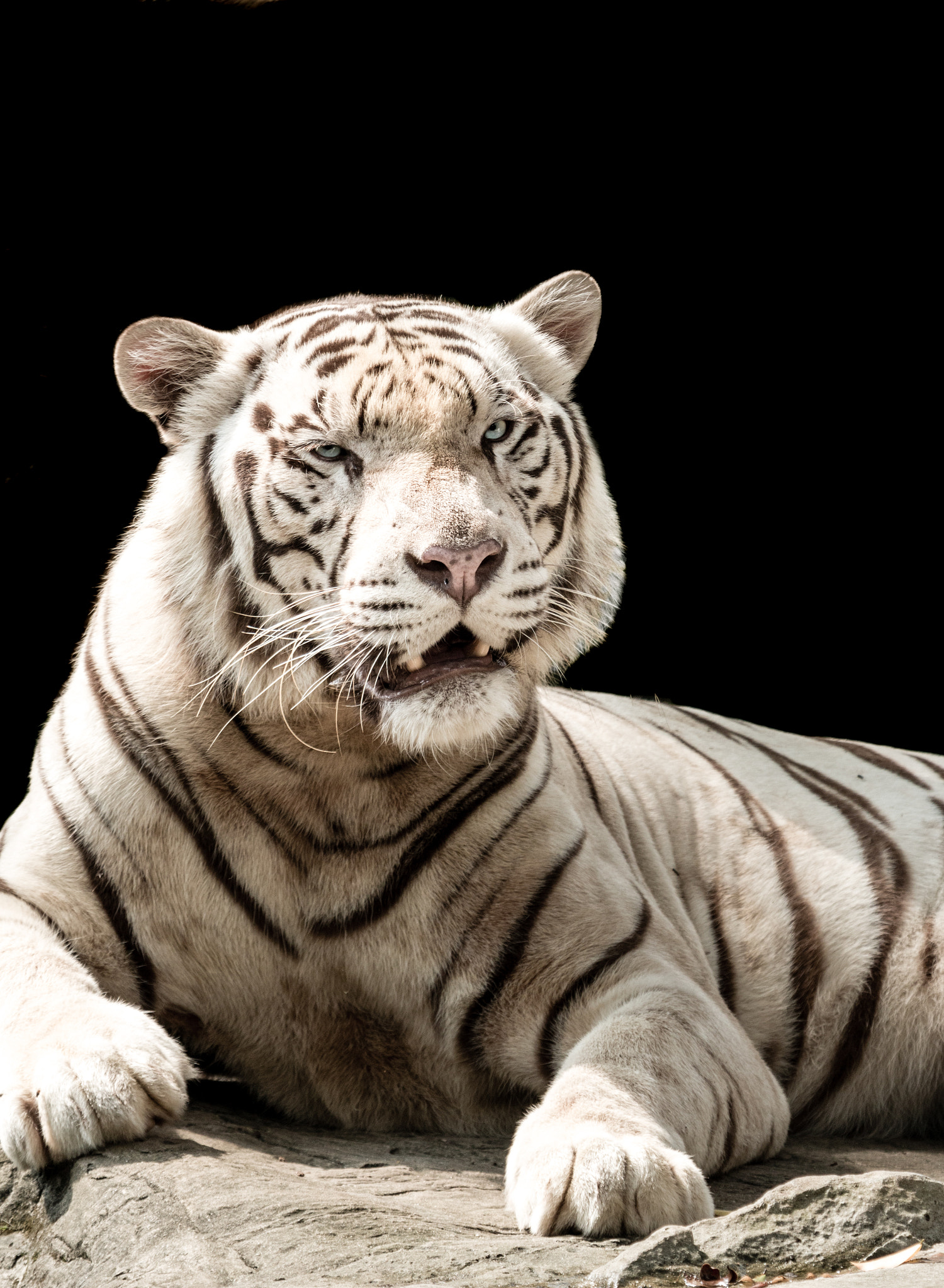 Canon EF 100-400mm F4.5-5.6L IS USM sample photo. White cat photography