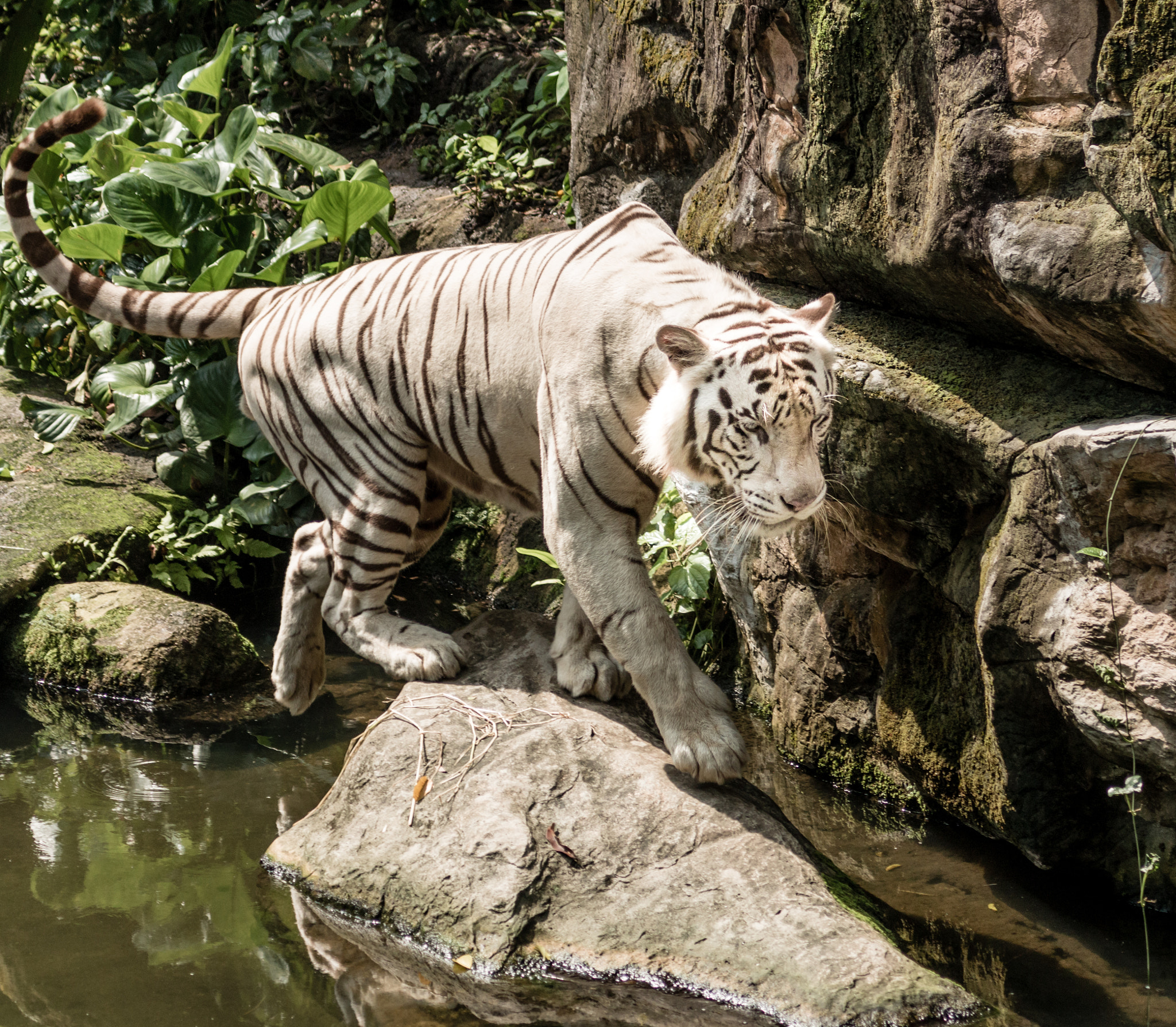 Canon EF 100-400mm F4.5-5.6L IS USM sample photo. On the prowl photography