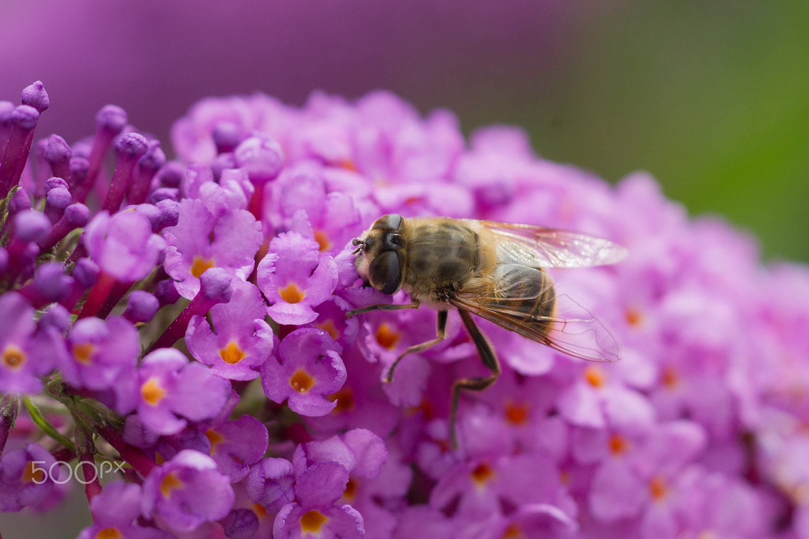 Sony Alpha DSLR-A500 + Tokina EMZ M100 AF 100mm F3.5 sample photo. Honey bee photography