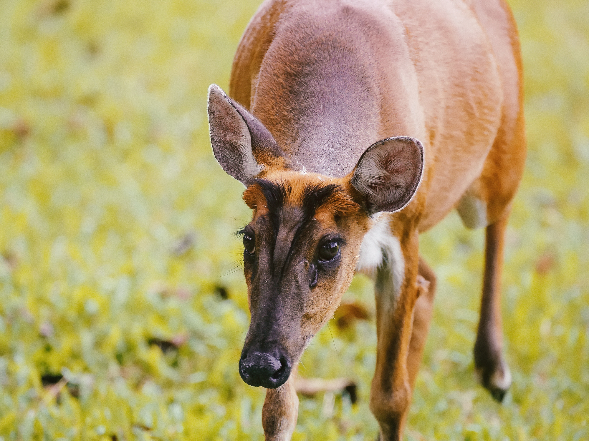 Sony 70-300mm F4.5-5.6 G SSM sample photo. Indian muntjac (female) photography