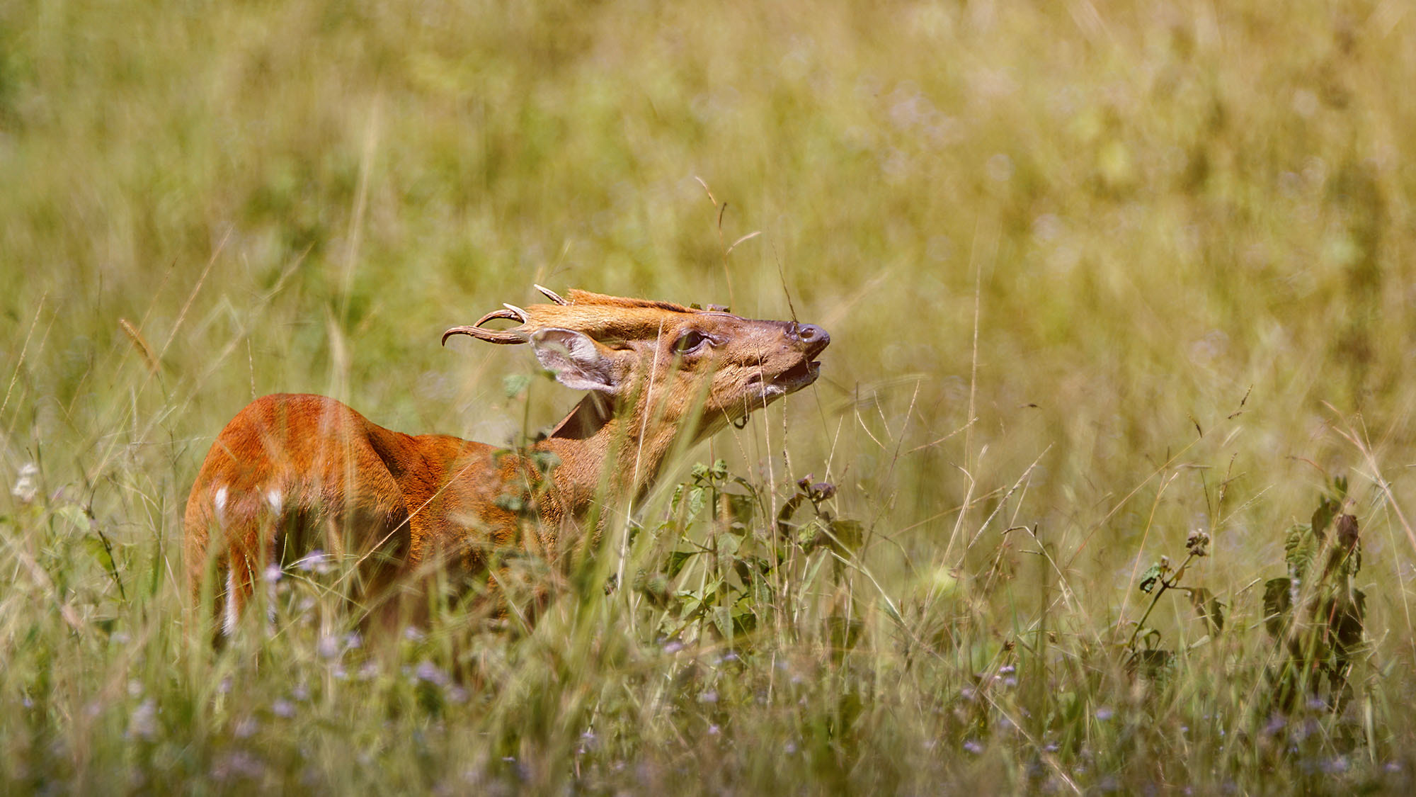 Sony ILCA-77M2 + Sony 70-400mm F4-5.6 G SSM II sample photo. Indian muntjac (male) photography