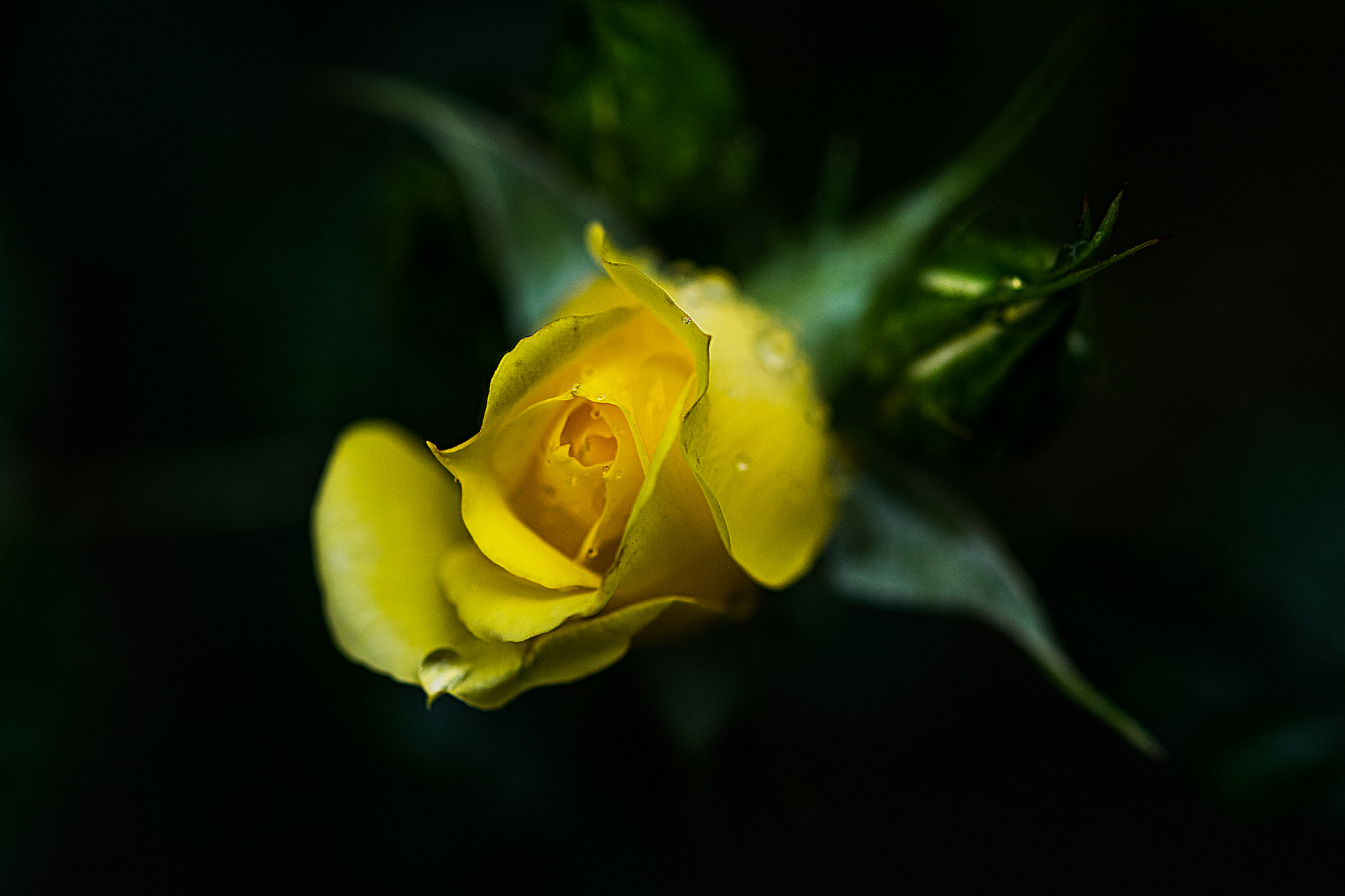 Nikon AF-S Micro-Nikkor 60mm F2.8G ED sample photo. Jealousy photography