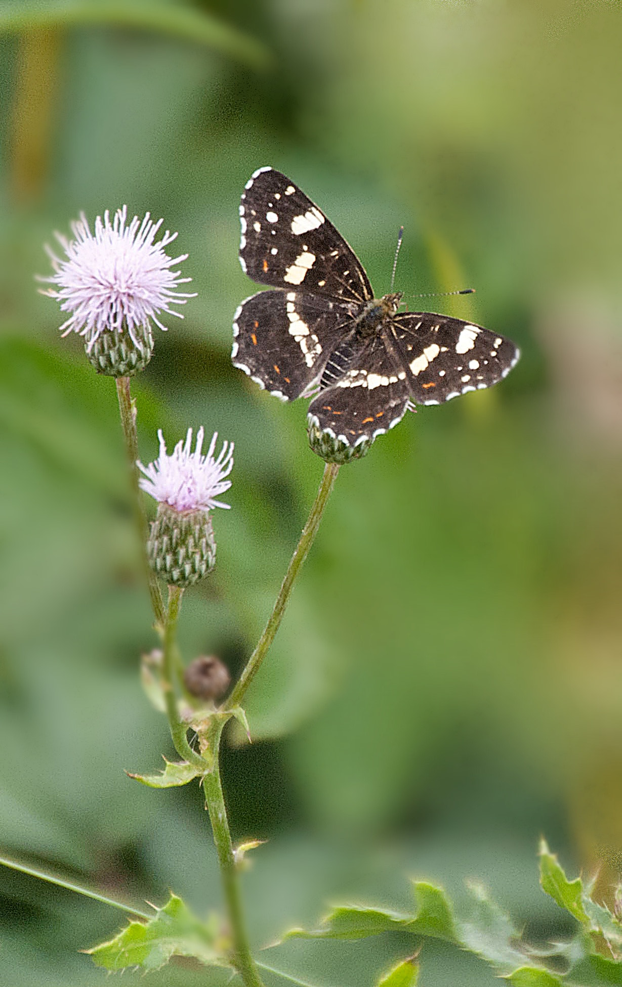 Sony Alpha DSLR-A300 sample photo. Pokłonnik kamilla (limenitis camilla) photography