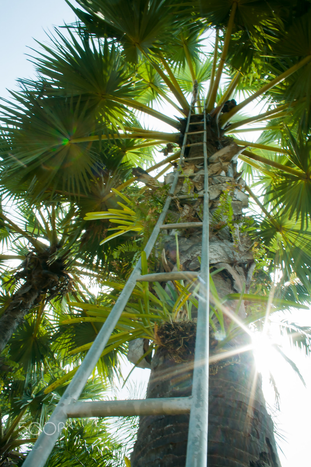 Canon EF-S 18-55mm f/3.5-5.6 USM sample photo. Green palms steps labyrinth photography