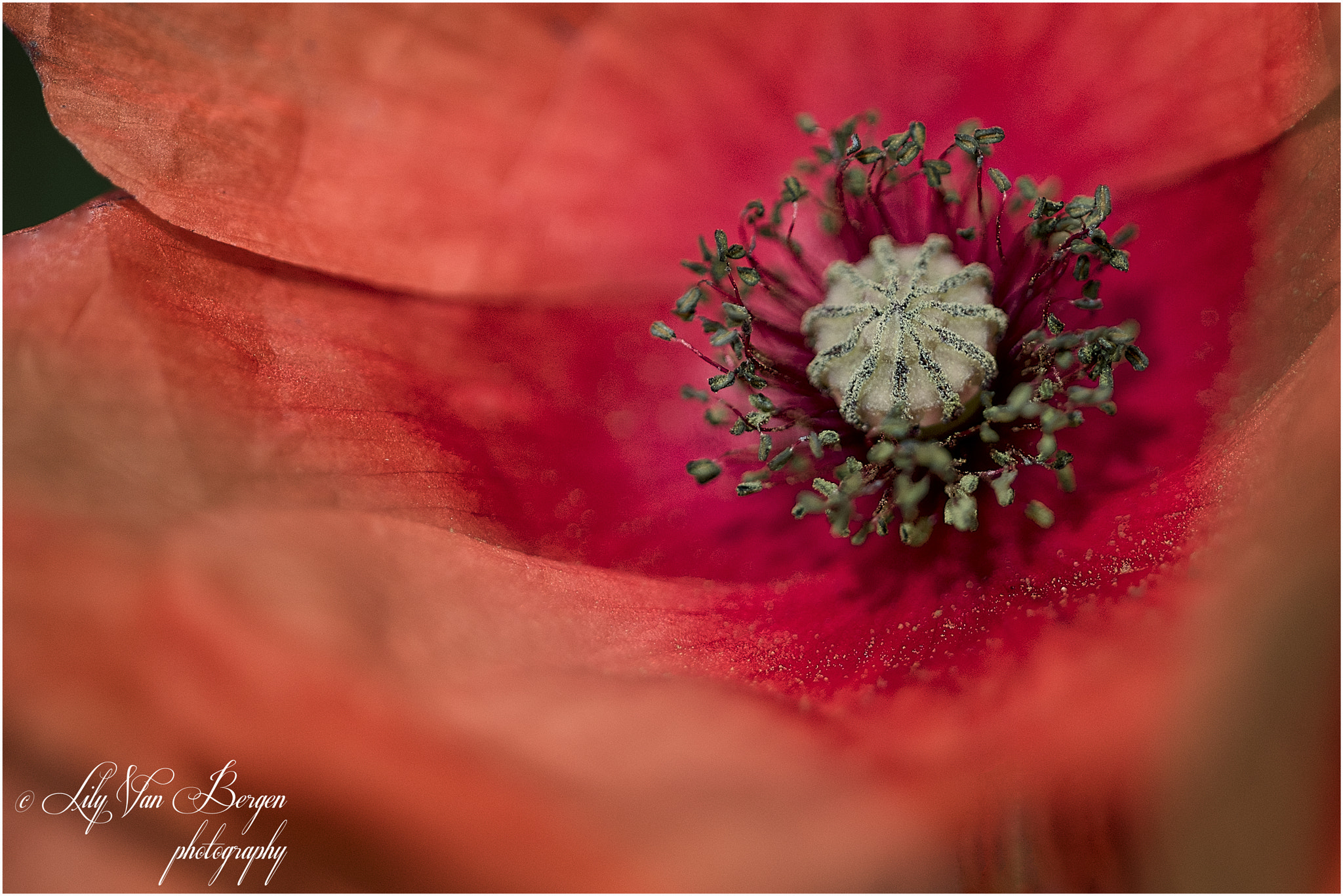 Sigma 150mm F2.8 EX DG Macro HSM sample photo. Poppy photography