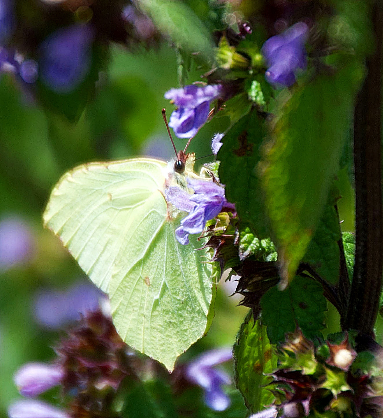 Sony Alpha DSLR-A300 + DT 18-270mm F3.5-6.3 SSM sample photo. Listkowiec cytrynek (gonepteryx rhamni) photography