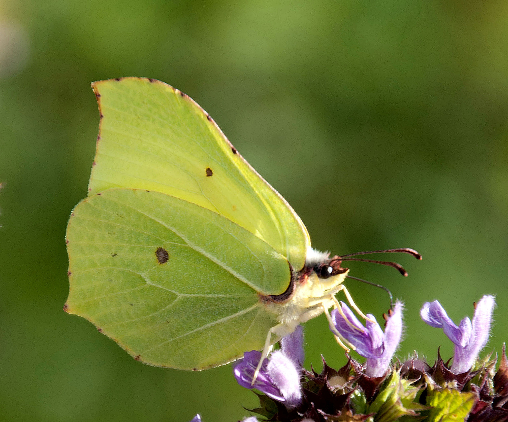 Sony Alpha DSLR-A300 + DT 18-270mm F3.5-6.3 SSM sample photo. Listkowiec cytrynek (gonepteryx rhamni) 2 photography