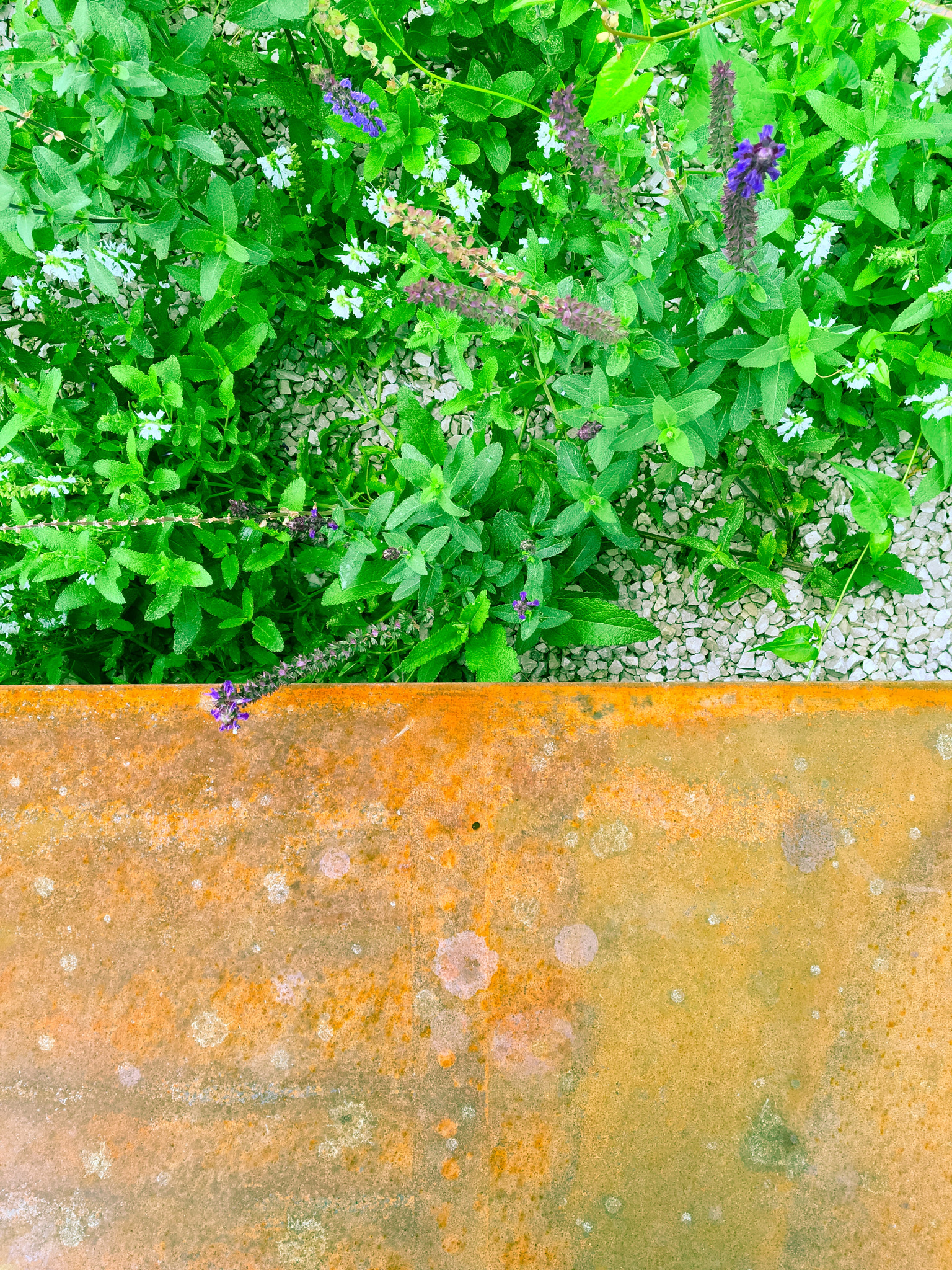 iPad Pro back camera 4.15mm f/2.2 sample photo. In the garden photography