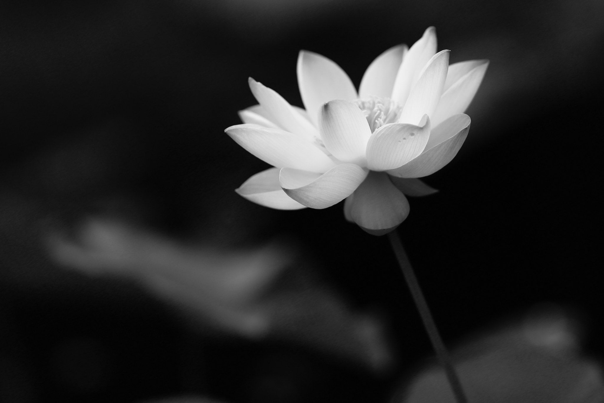 Canon EOS-1D X + Canon EF 200mm F2L IS USM sample photo