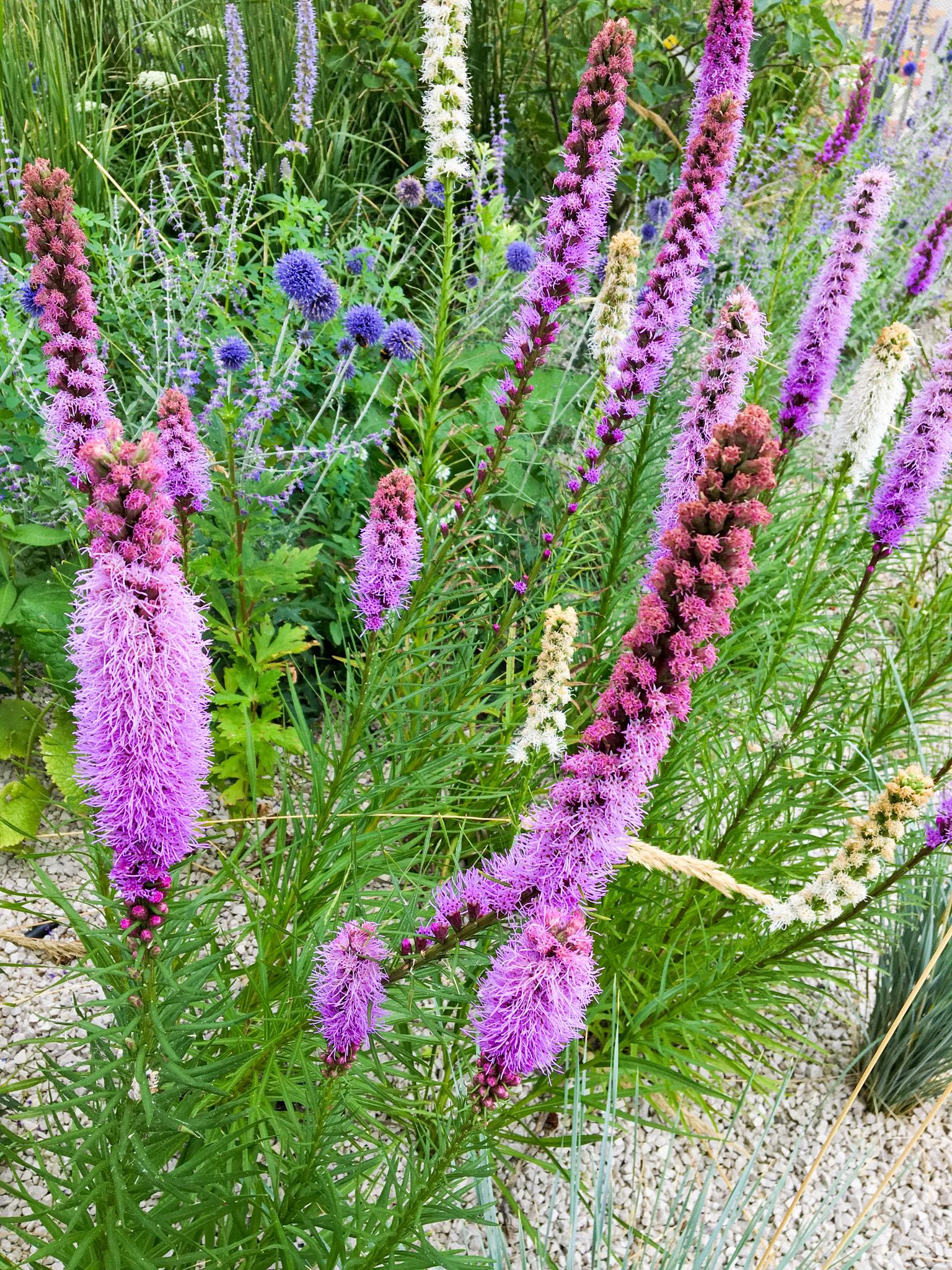 iPad Pro back camera 4.15mm f/2.2 sample photo. In the garden photography