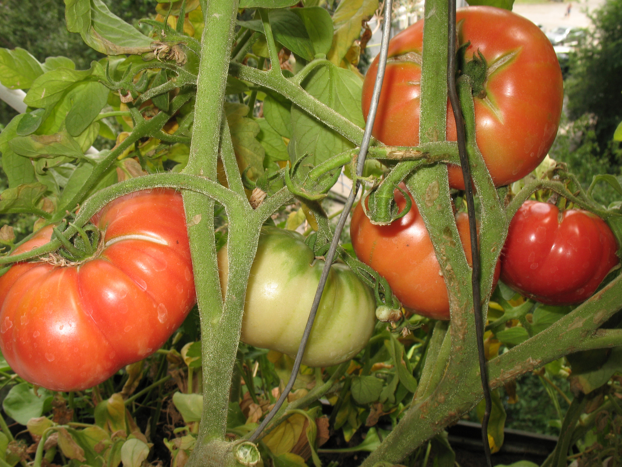 Canon POWERSHOT A630 sample photo. These tomatoes grow on a balcony in the trays for flowers photography