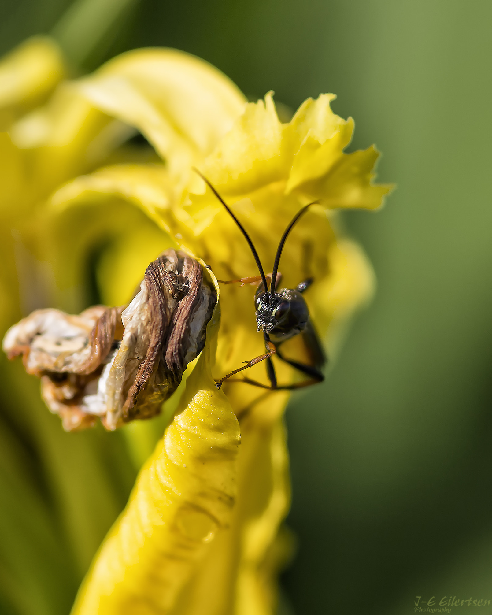 Canon EOS 6D + Sigma 105mm F2.8 EX DG Macro sample photo. Insect photography