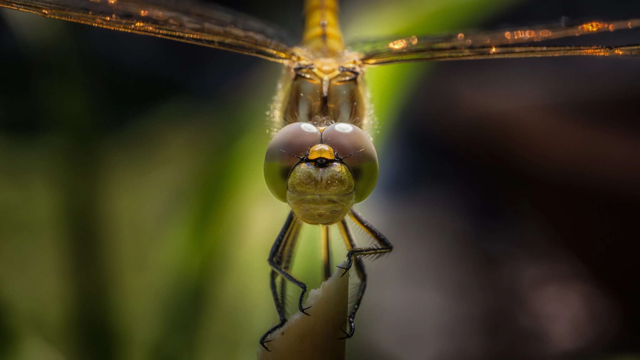 Sigma 70mm F2.8 EX DG Macro sample photo. Eye in eye with the dragonfly photography