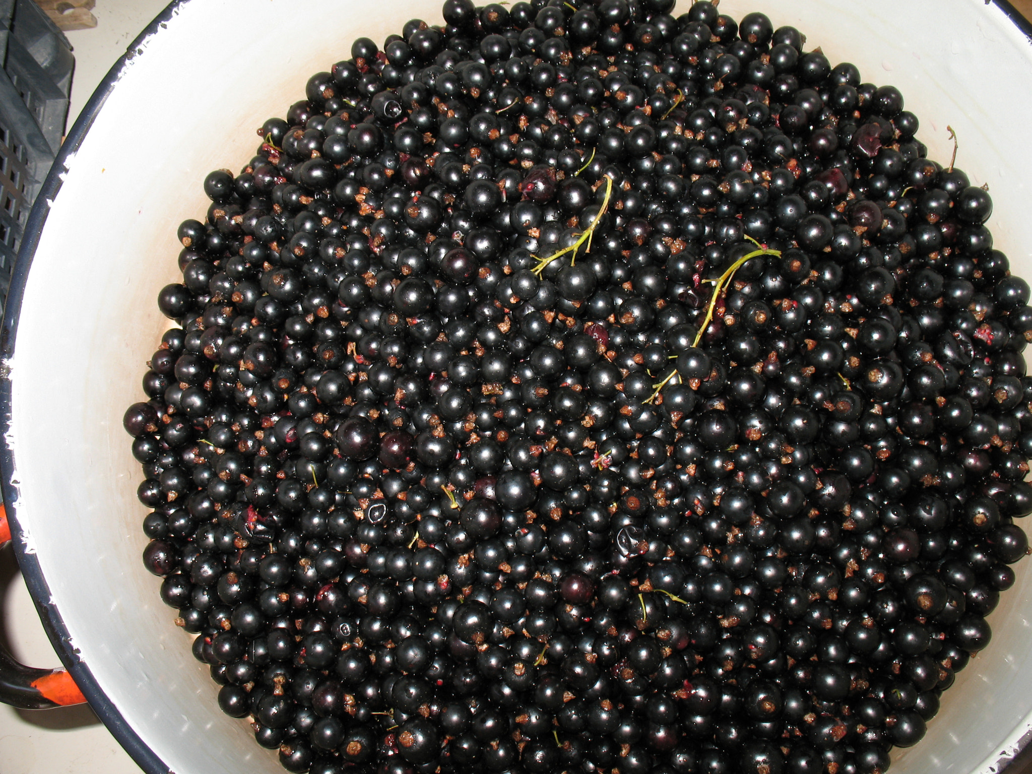 Canon POWERSHOT A630 sample photo. Black currant is already ripe . photography