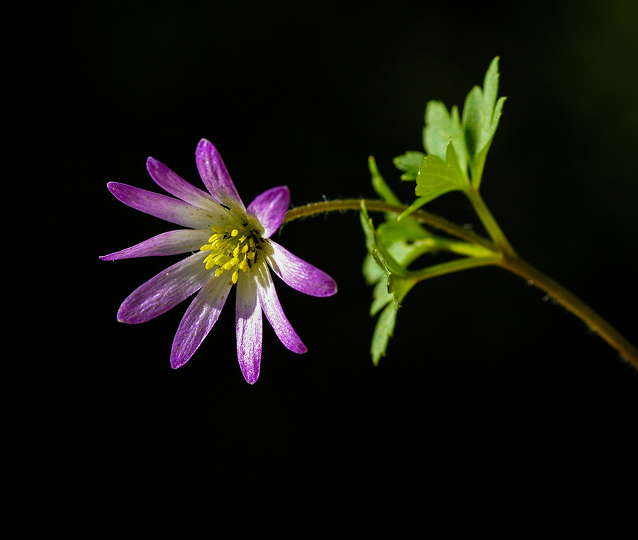 Pentax K20D sample photo. Pink flower photography