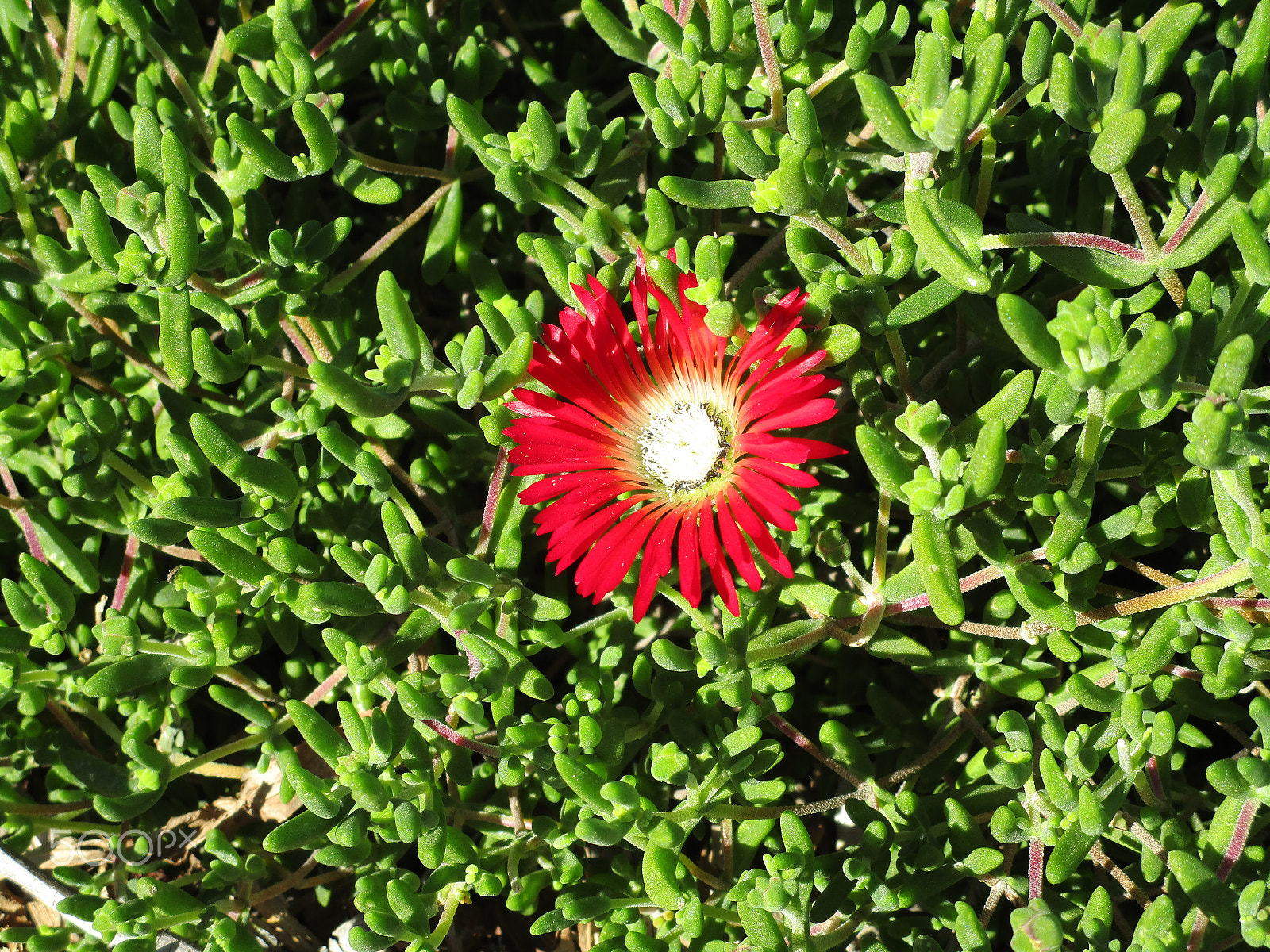 Canon PowerShot ELPH 190 IS (IXUS 180 / IXY 190) sample photo. Img_0101.jpg photography