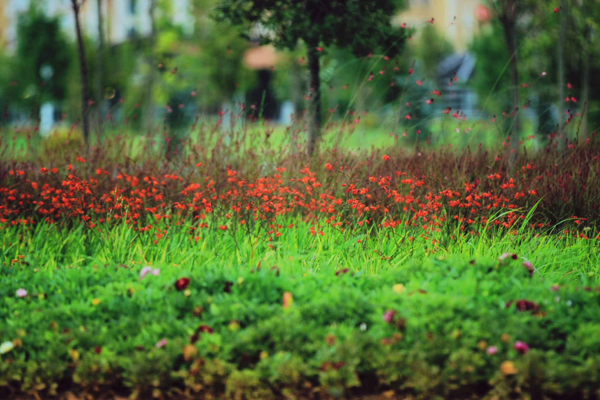 Canon EF 70-200mm F2.8L IS II USM sample photo
