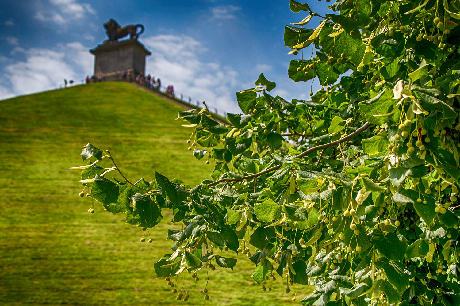 Sigma 28-300mm F3.5-6.3 DG Macro sample photo. L'abre et le lion / the tree and the lion photography