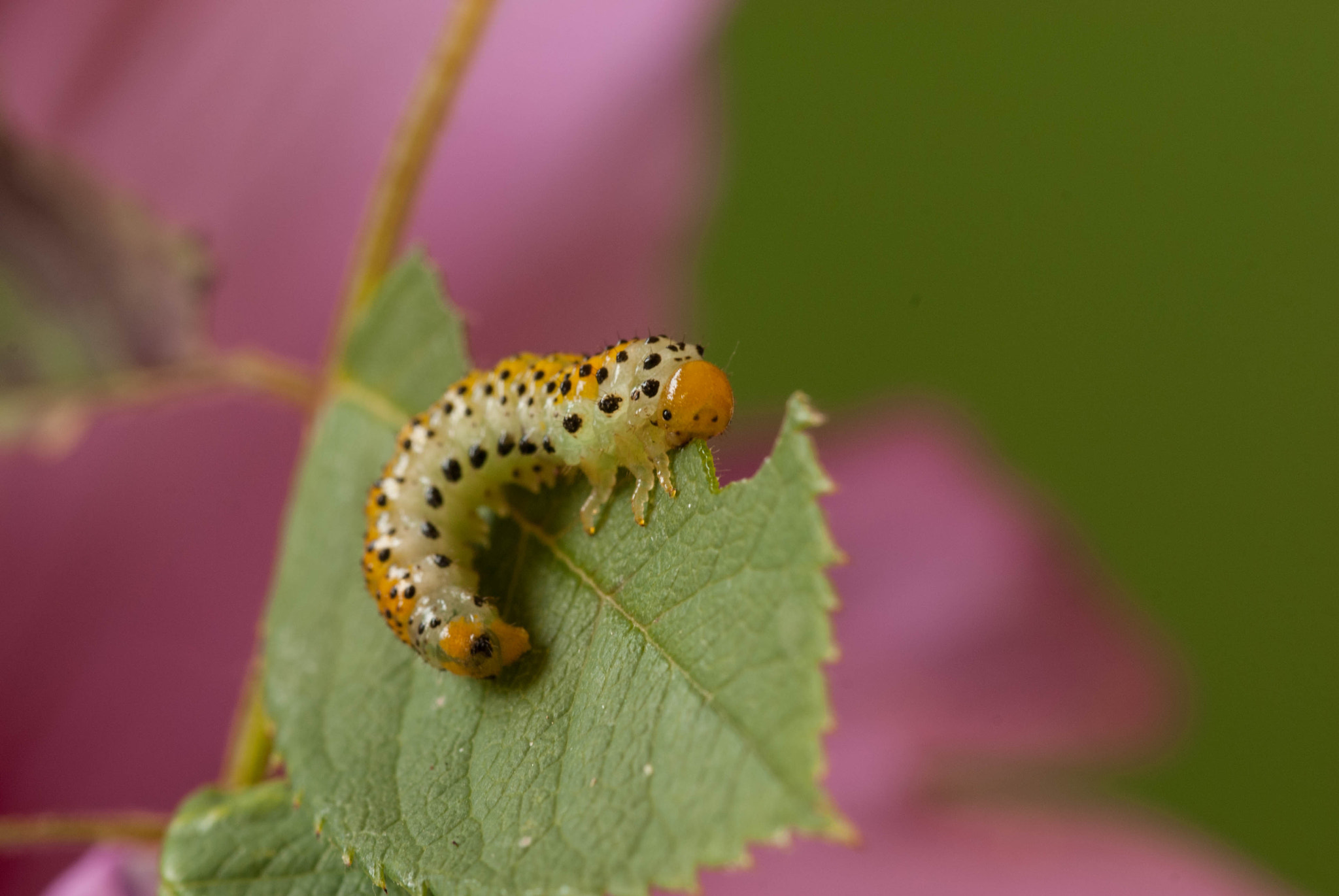 Sigma 105mm F2.8 EX DG OS HSM sample photo