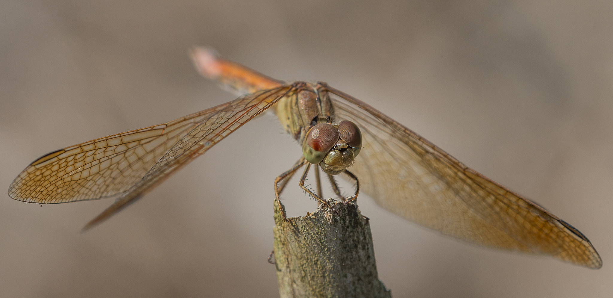 Nikon D600 sample photo. Dragonfly photography