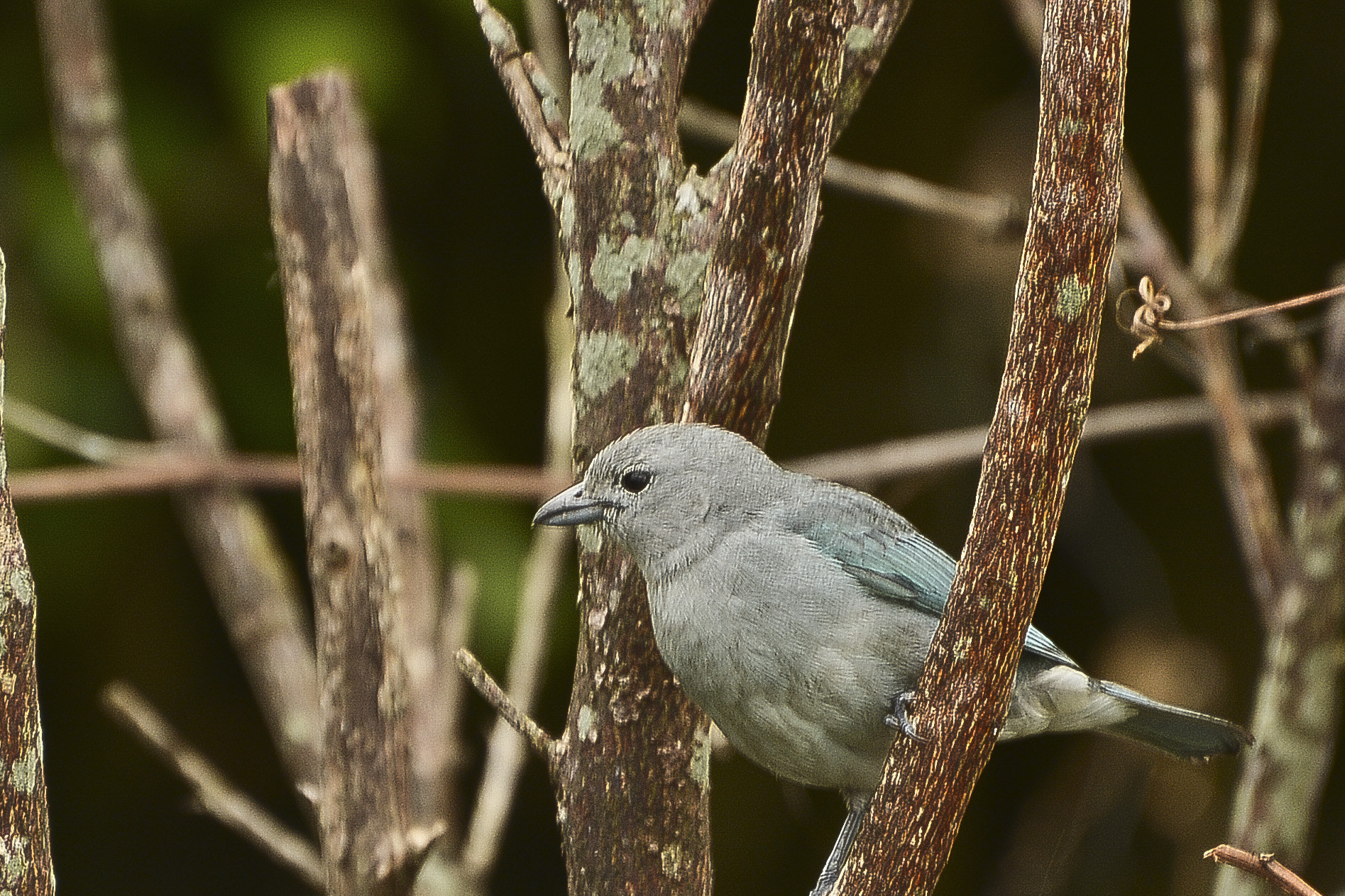 Nikon D7100 + Sigma 70-300mm F4-5.6 DG Macro sample photo. Nos galhos ele descansa e observa. photography