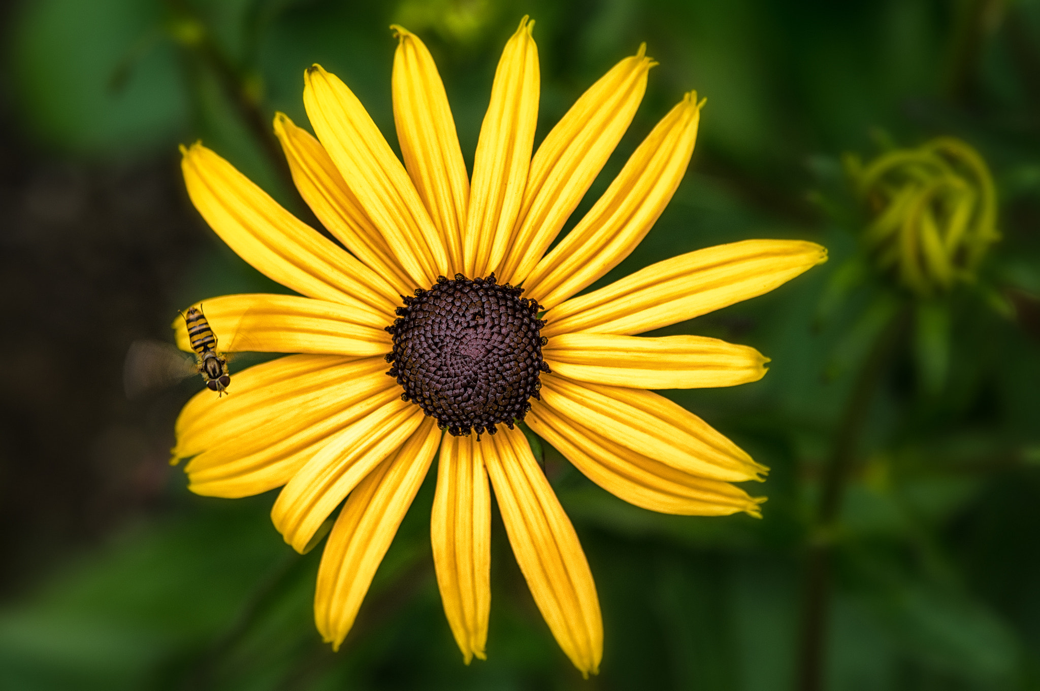 Tamron AF 28-75mm F2.8 XR Di LD Aspherical (IF) sample photo. High flyer photography