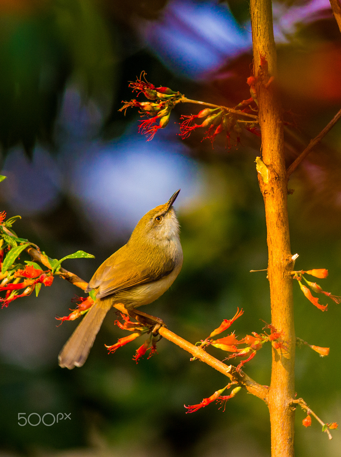 Canon EOS 550D (EOS Rebel T2i / EOS Kiss X4) + Canon EF 300mm F4L IS USM sample photo. Morning prinia photography