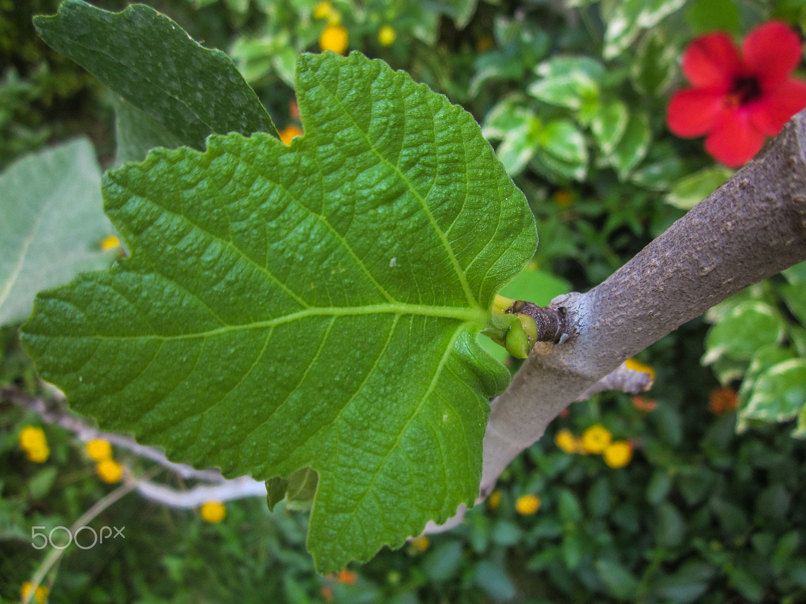 Canon PowerShot A1200 sample photo. Fig plant photography