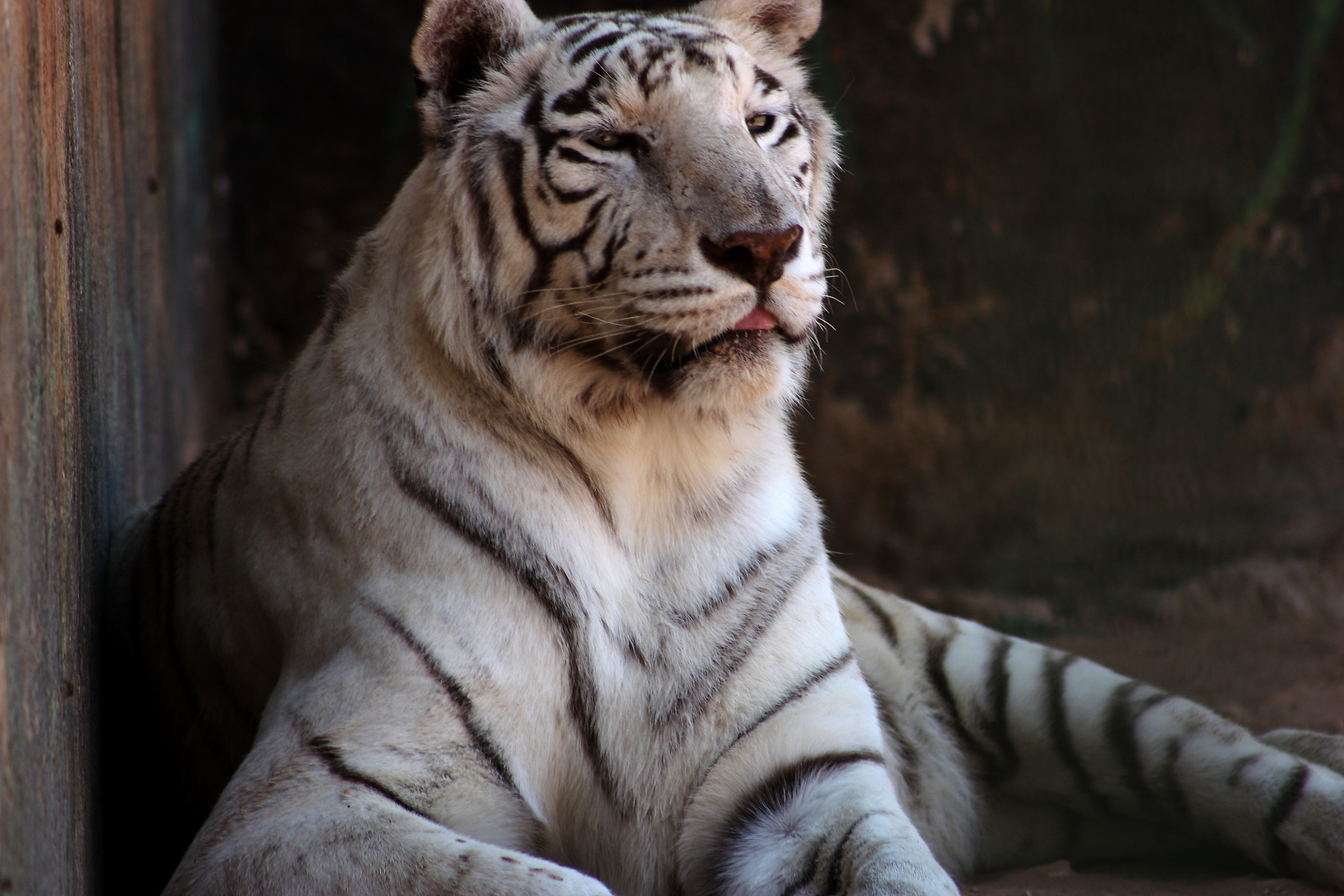 Canon EF 75-300mm f/4-5.6 USM sample photo. Tigre photography