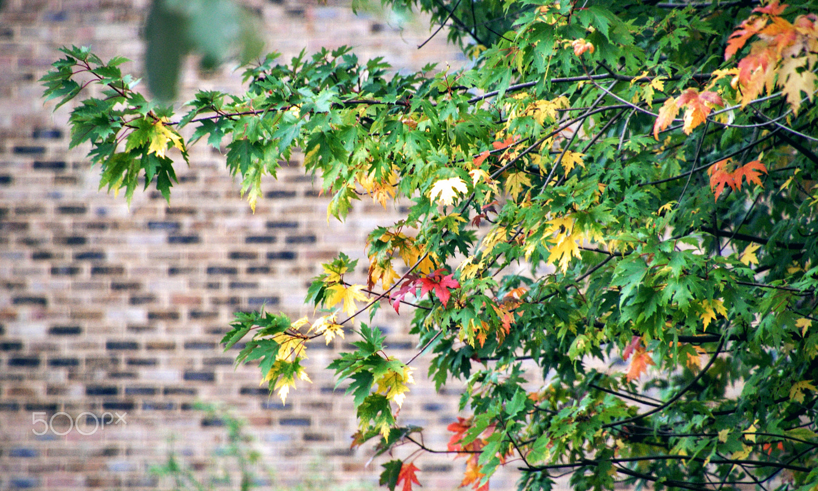 Tamron 16-300mm F3.5-6.3 Di II VC PZD Macro sample photo. Decal photography