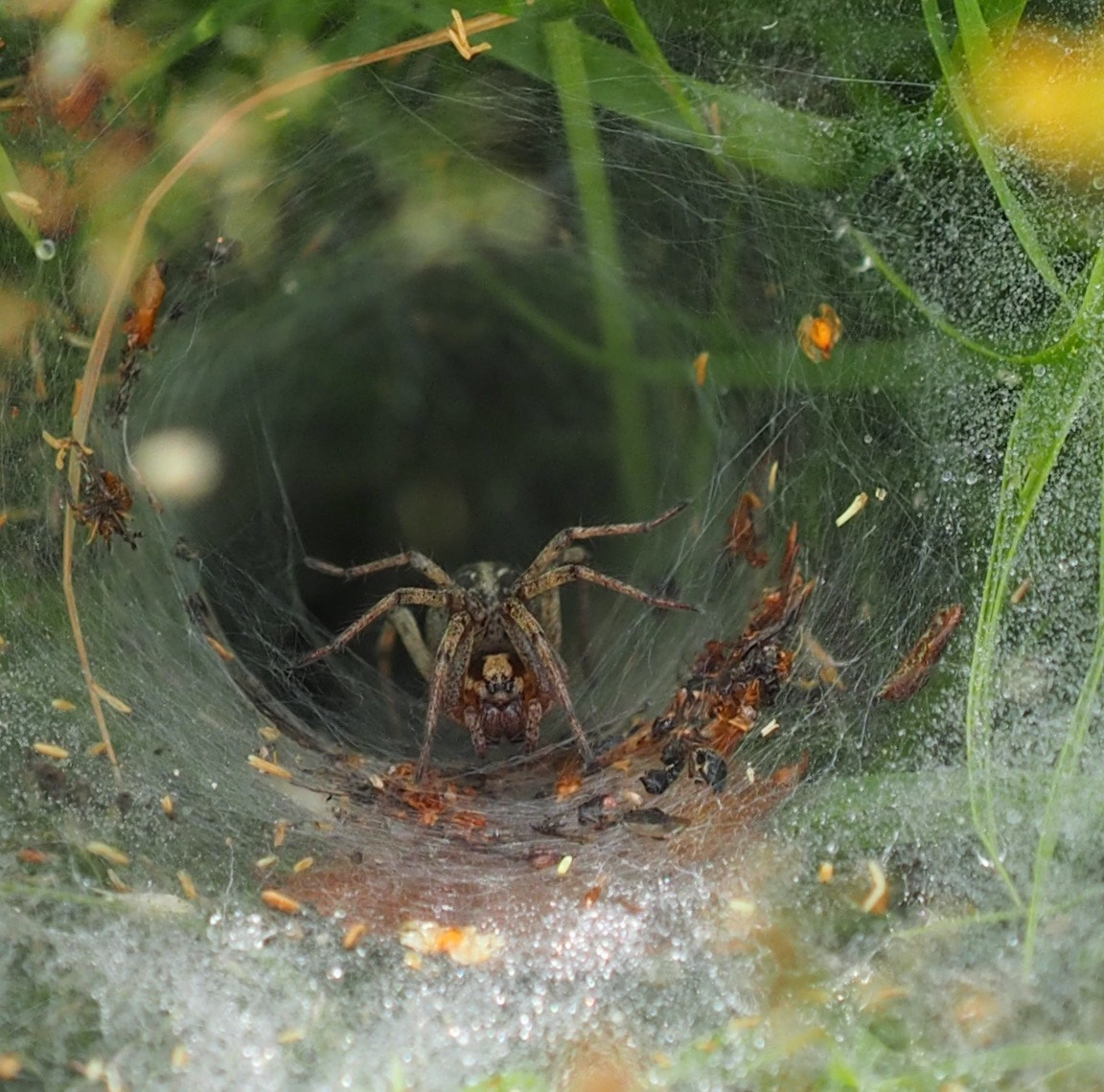 Olympus Zuiko Digital ED 50-200mm F2.8-3.5 SWD sample photo. The spiders web photography