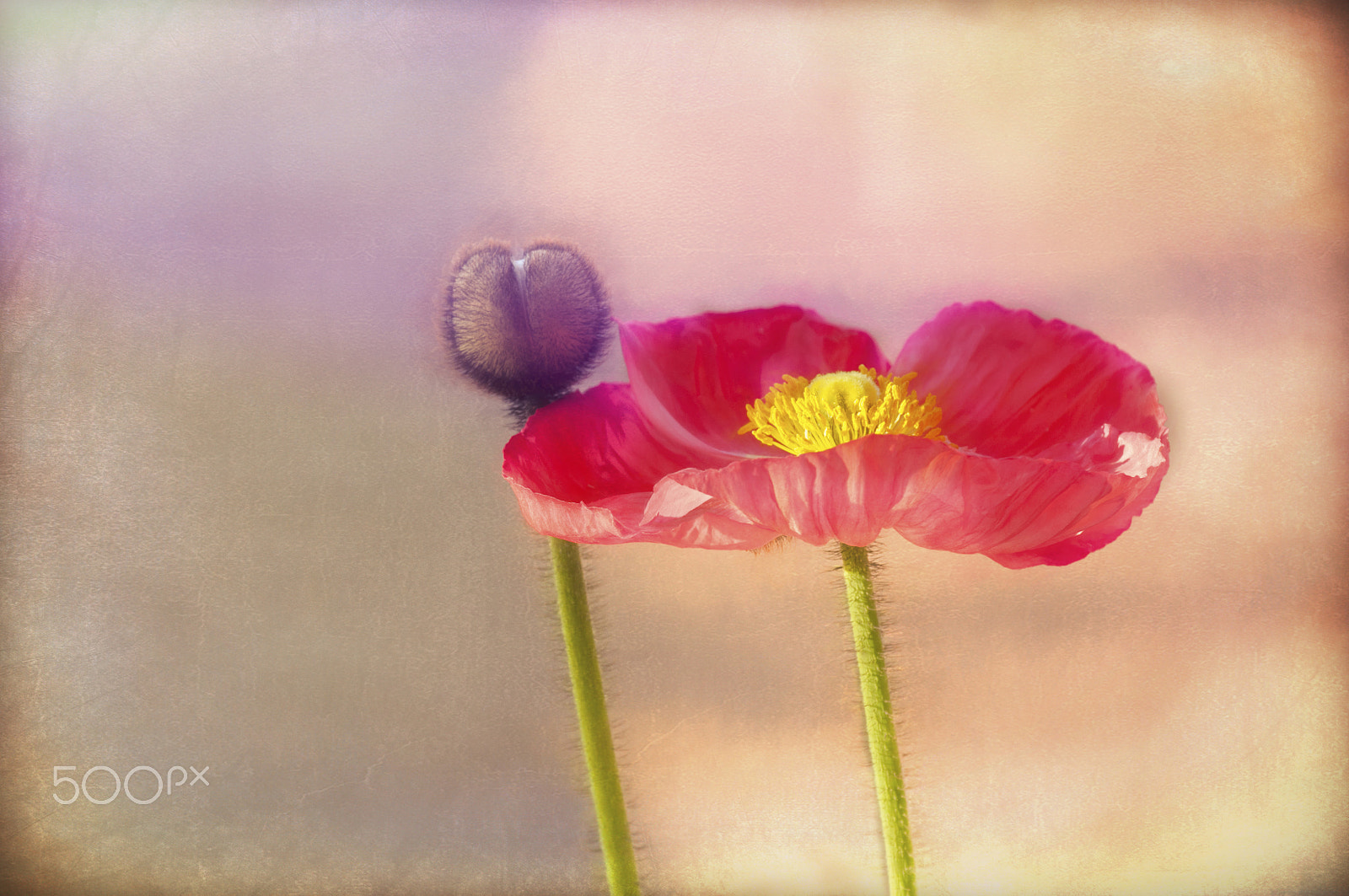 Nikon D300S sample photo. Pink poppy photography