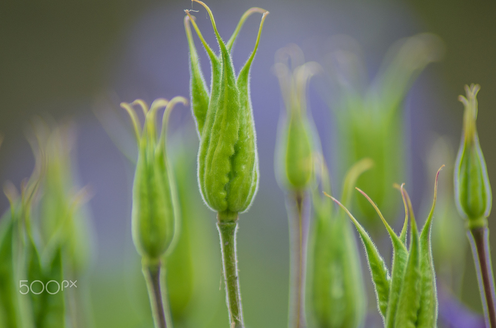 Tamron AF 70-300mm F4-5.6 Di LD Macro sample photo. Glowing plants photography