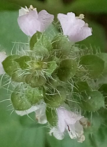HTC DESIRE 728G DUAL SIM sample photo. Flower basil photography